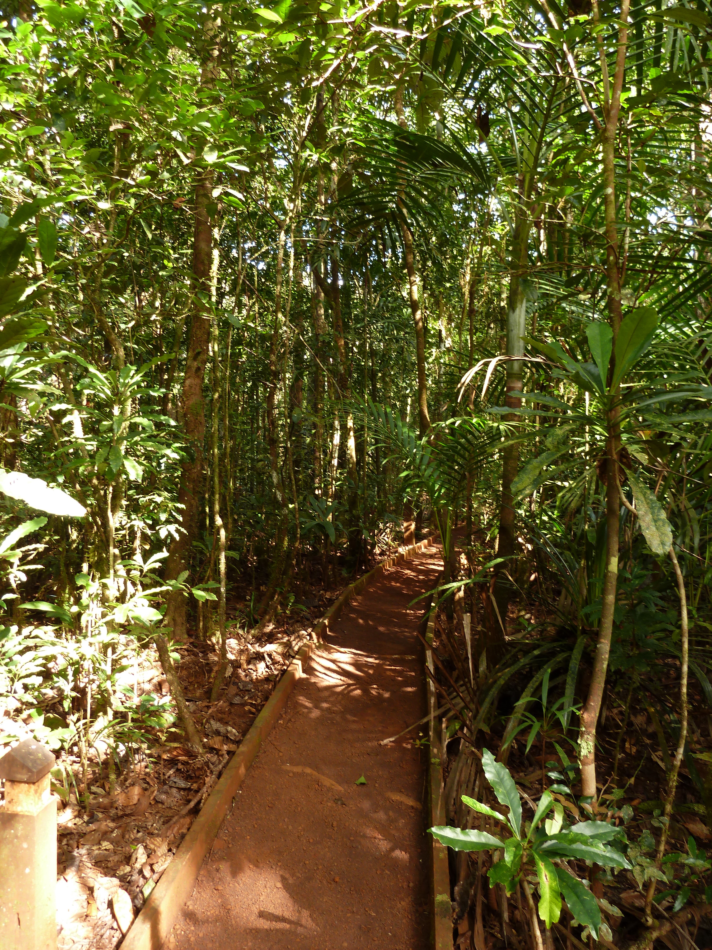 Picture New Caledonia Parc de la Riviere Bleue Le Grand Kaori 2010-05 45 - Discovery Le Grand Kaori