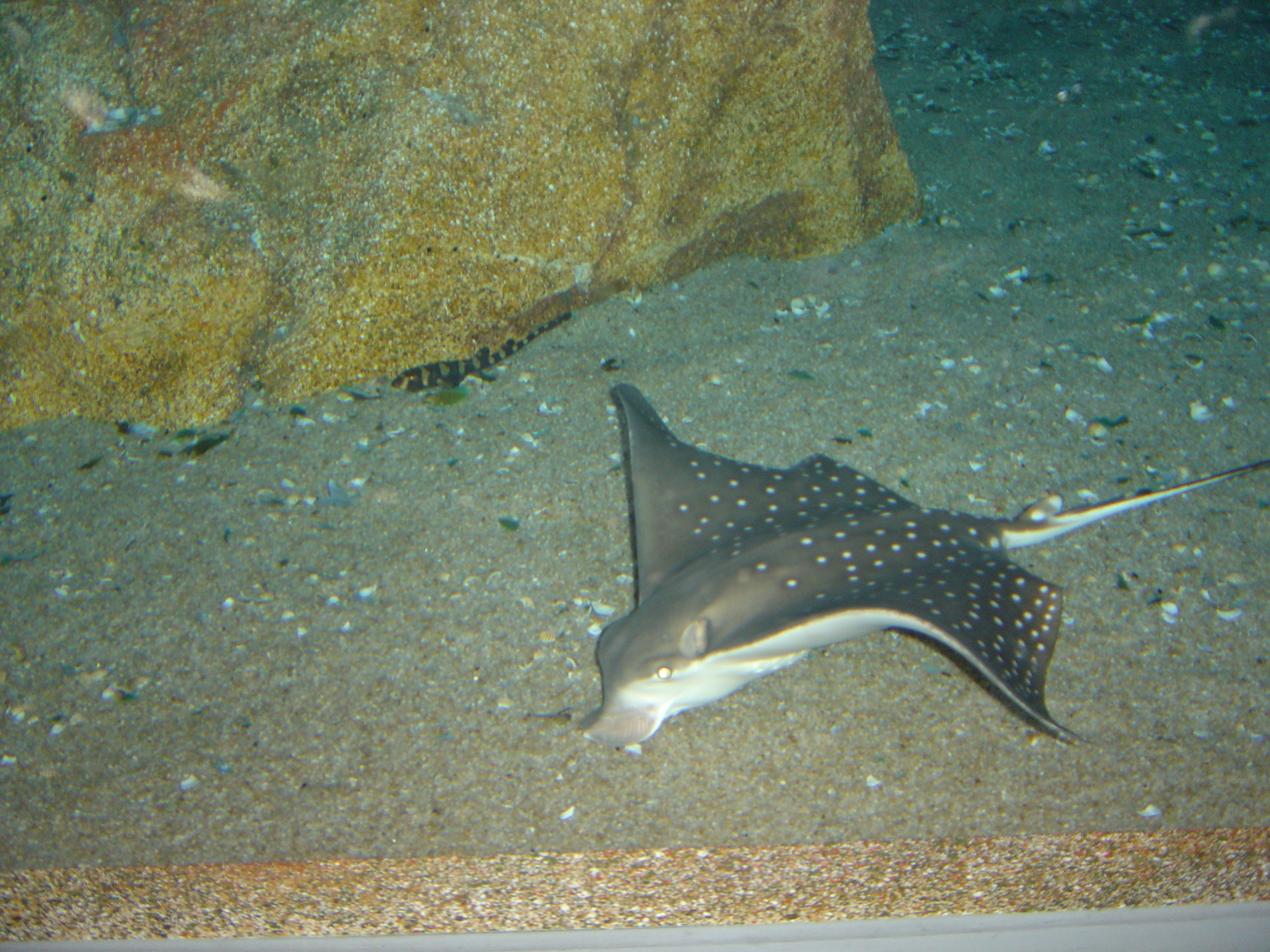 Picture Thailand Bangkok Siam Ocean World 2005-12 47 - Around Siam Ocean World