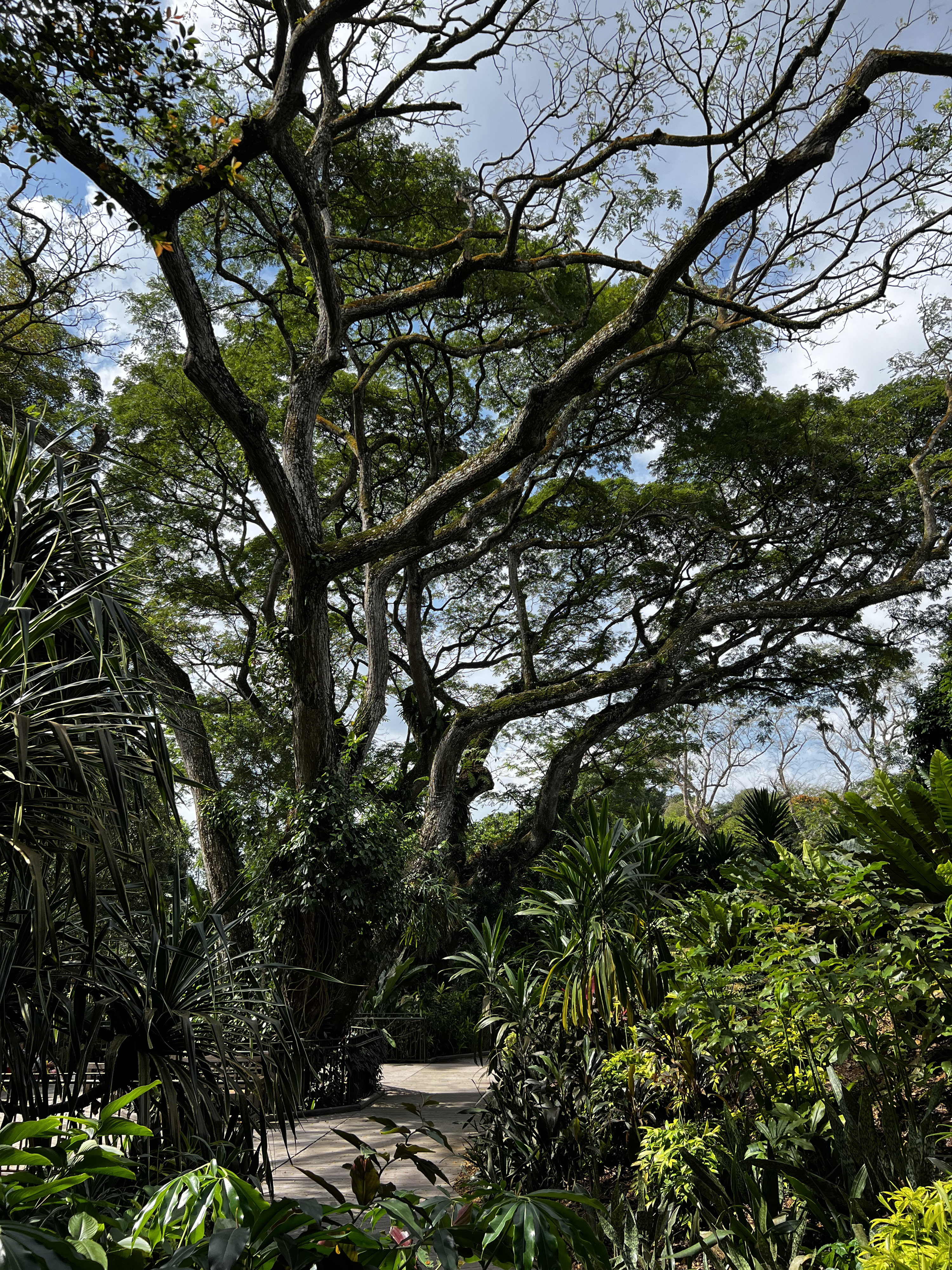 Picture Singapore Singapore Botanic Gardens 2023-01 31 - Around Singapore Botanic Gardens