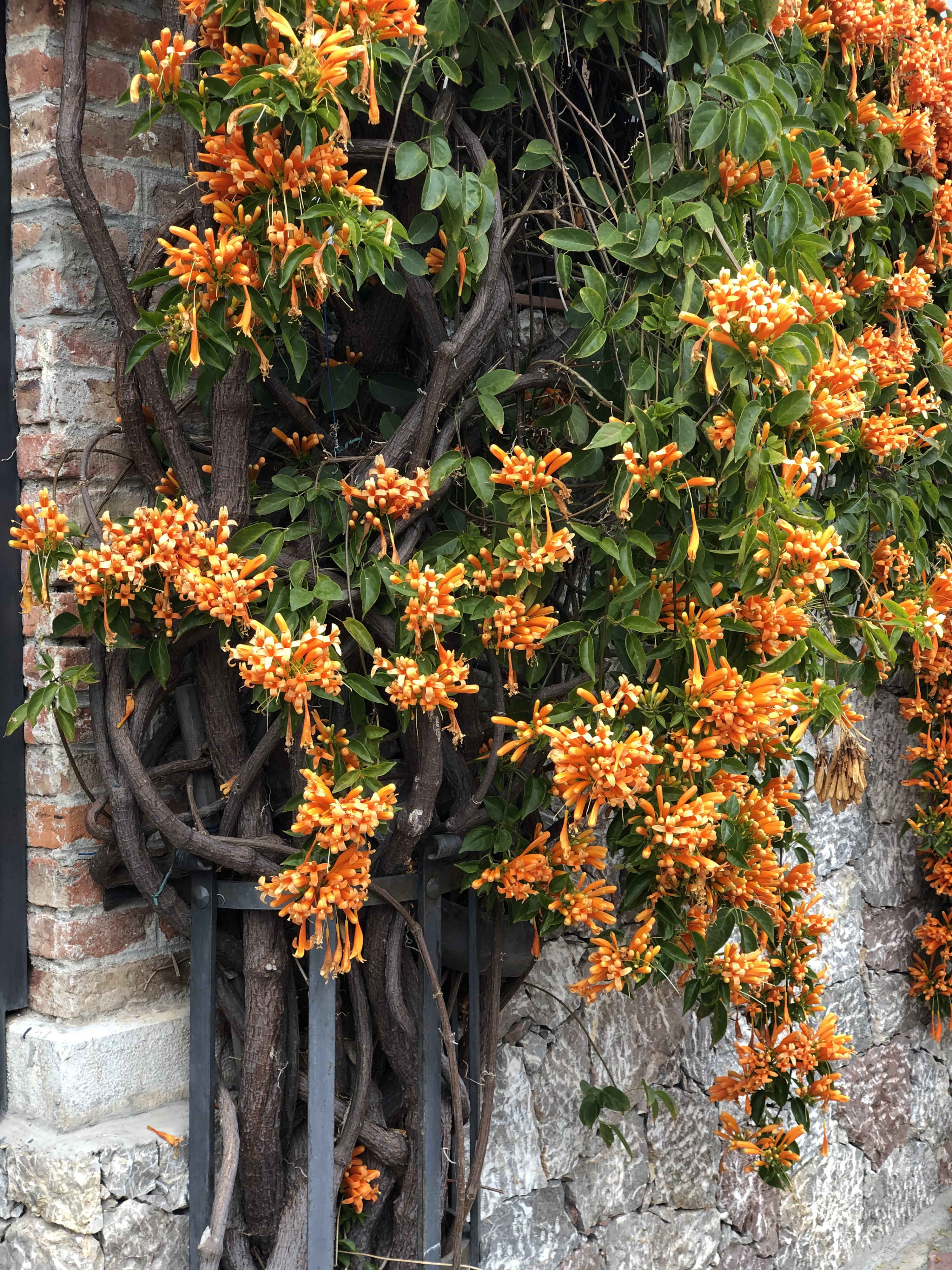 Picture Italy Sicily Taormina 2020-02 141 - Journey Taormina