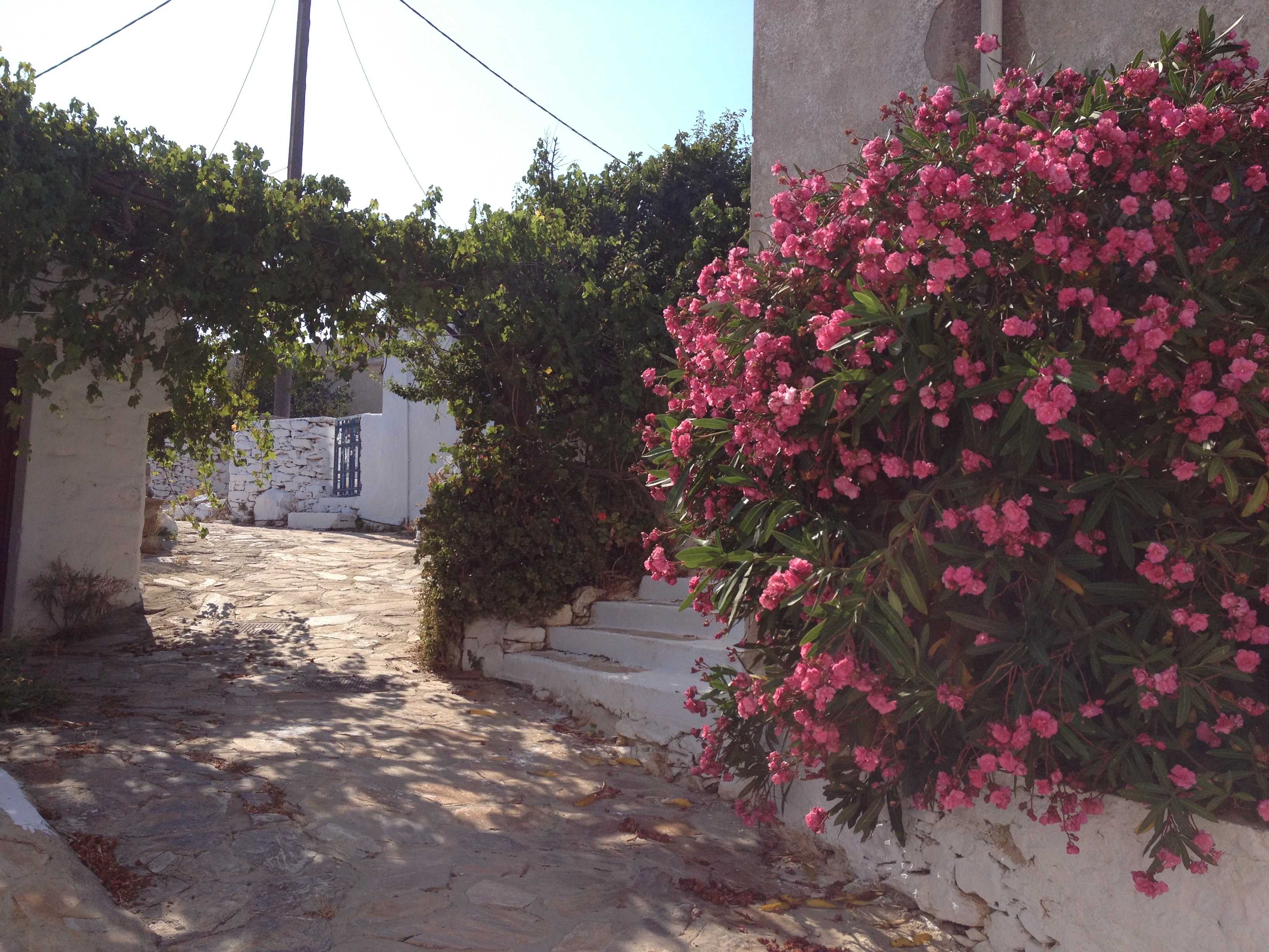 Picture Greece Amorgos 2014-07 344 - Tours Amorgos