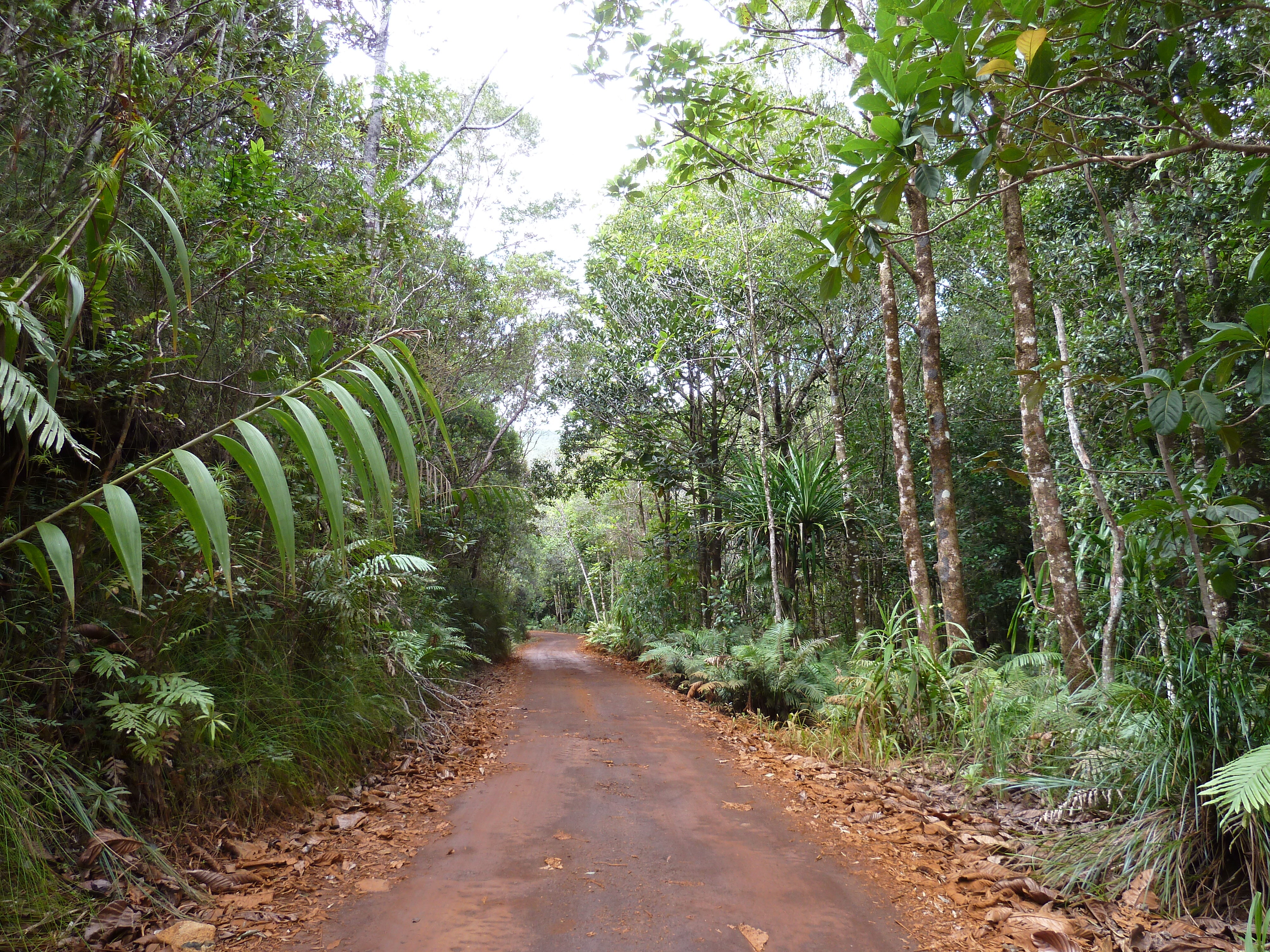 Picture New Caledonia Parc de la Riviere Bleue 2010-05 98 - Tours Parc de la Riviere Bleue