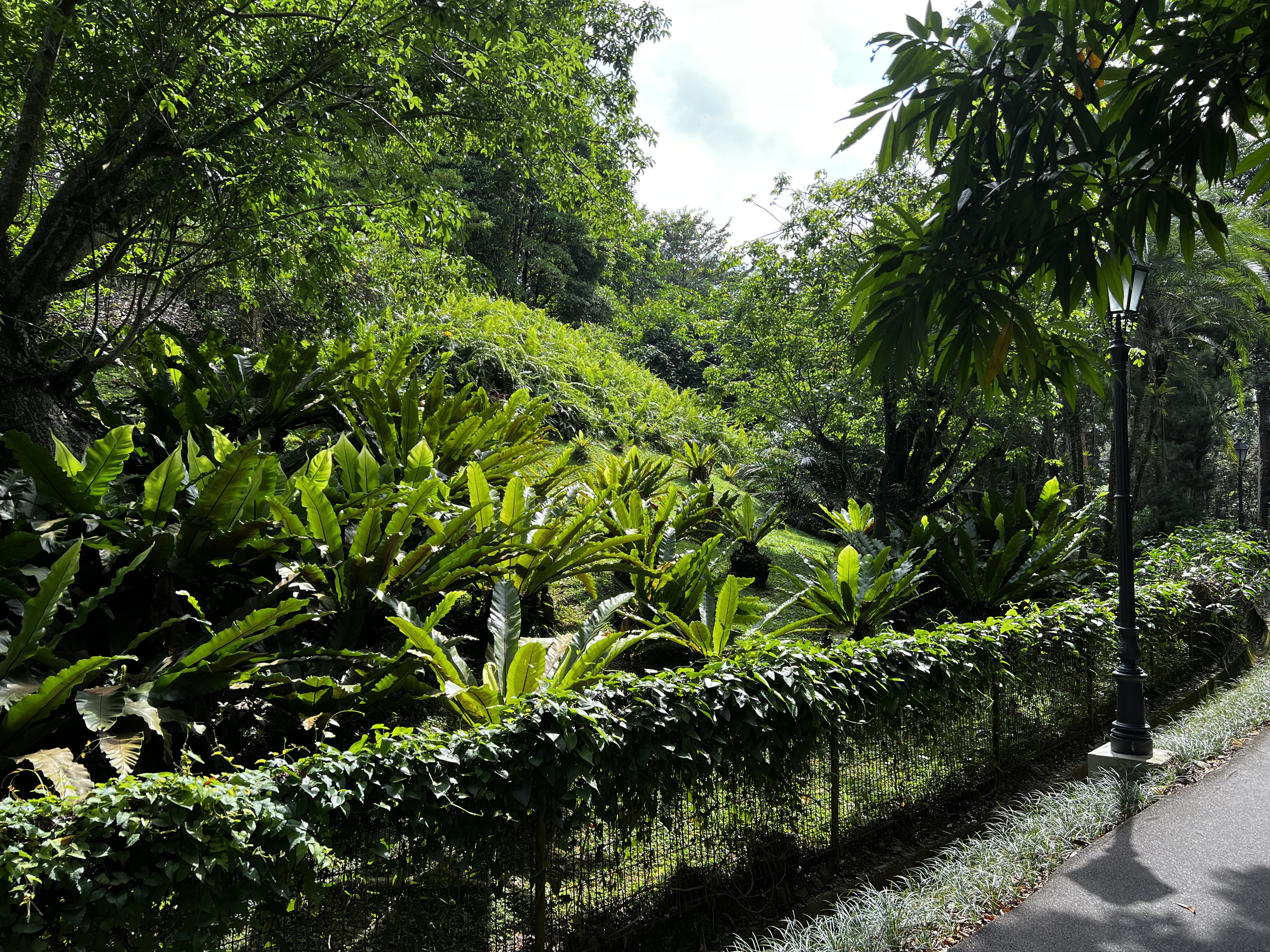 Picture Singapore Singapore Botanic Gardens 2023-01 124 - Tours Singapore Botanic Gardens