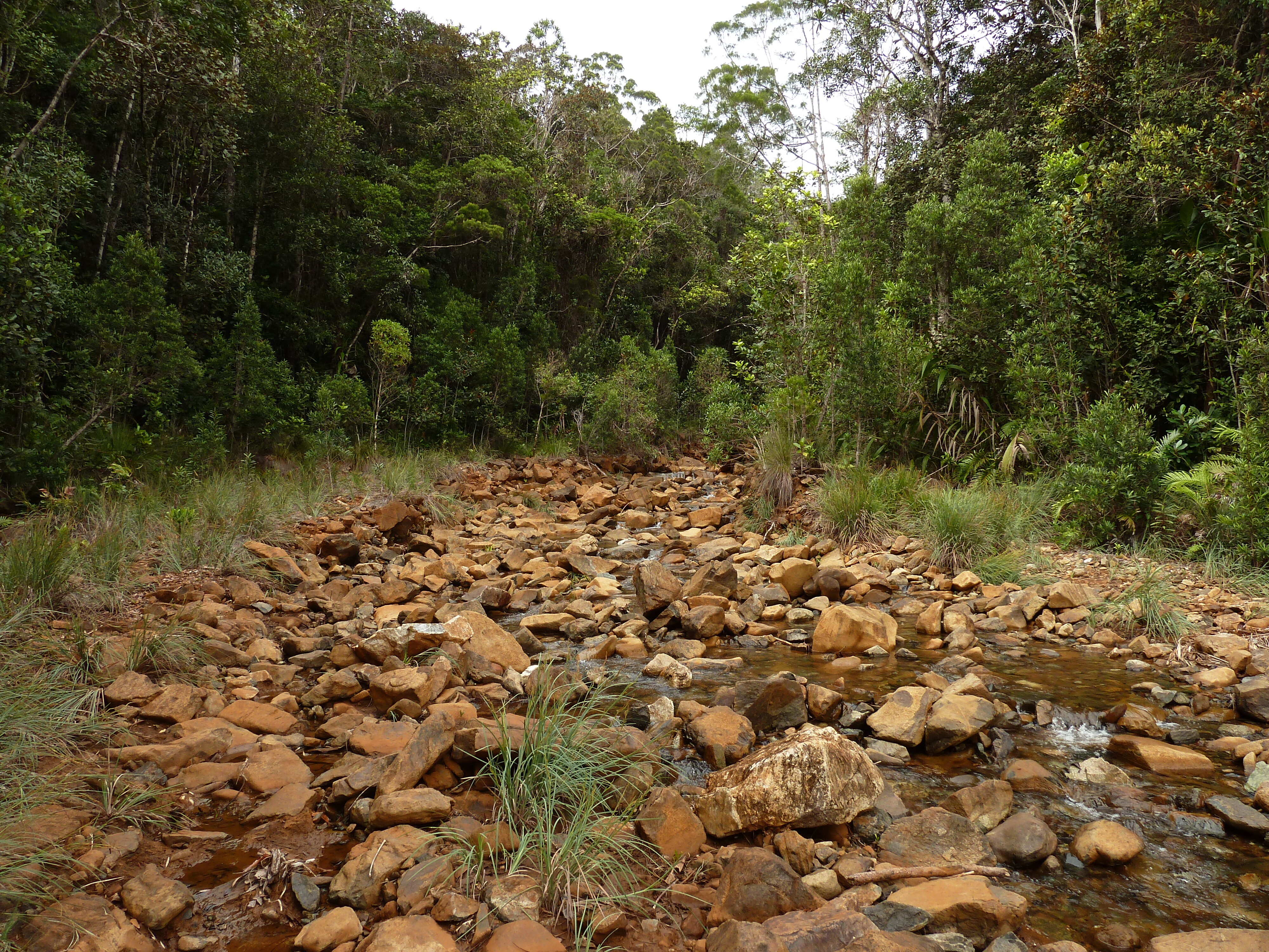 Picture New Caledonia Parc de la Riviere Bleue 2010-05 99 - Around Parc de la Riviere Bleue