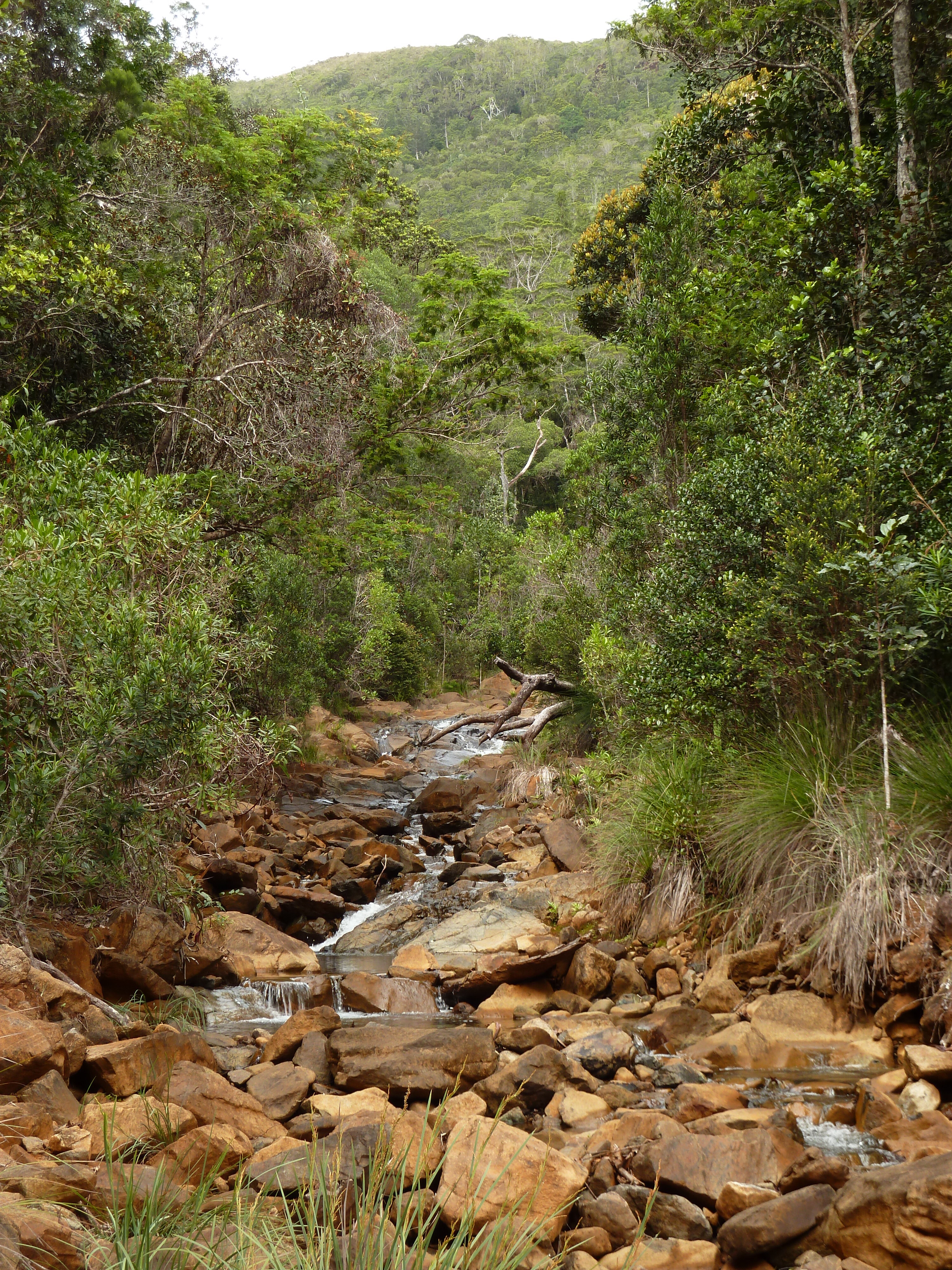 Picture New Caledonia Parc de la Riviere Bleue 2010-05 112 - Tour Parc de la Riviere Bleue