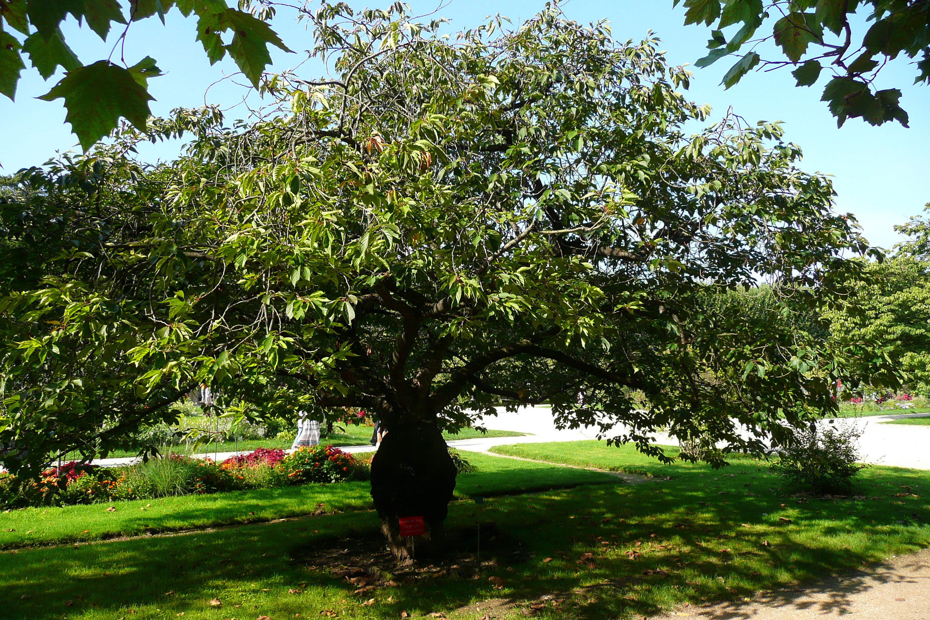 Picture France Paris Jardin des Plantes 2007-08 2 - Tour Jardin des Plantes