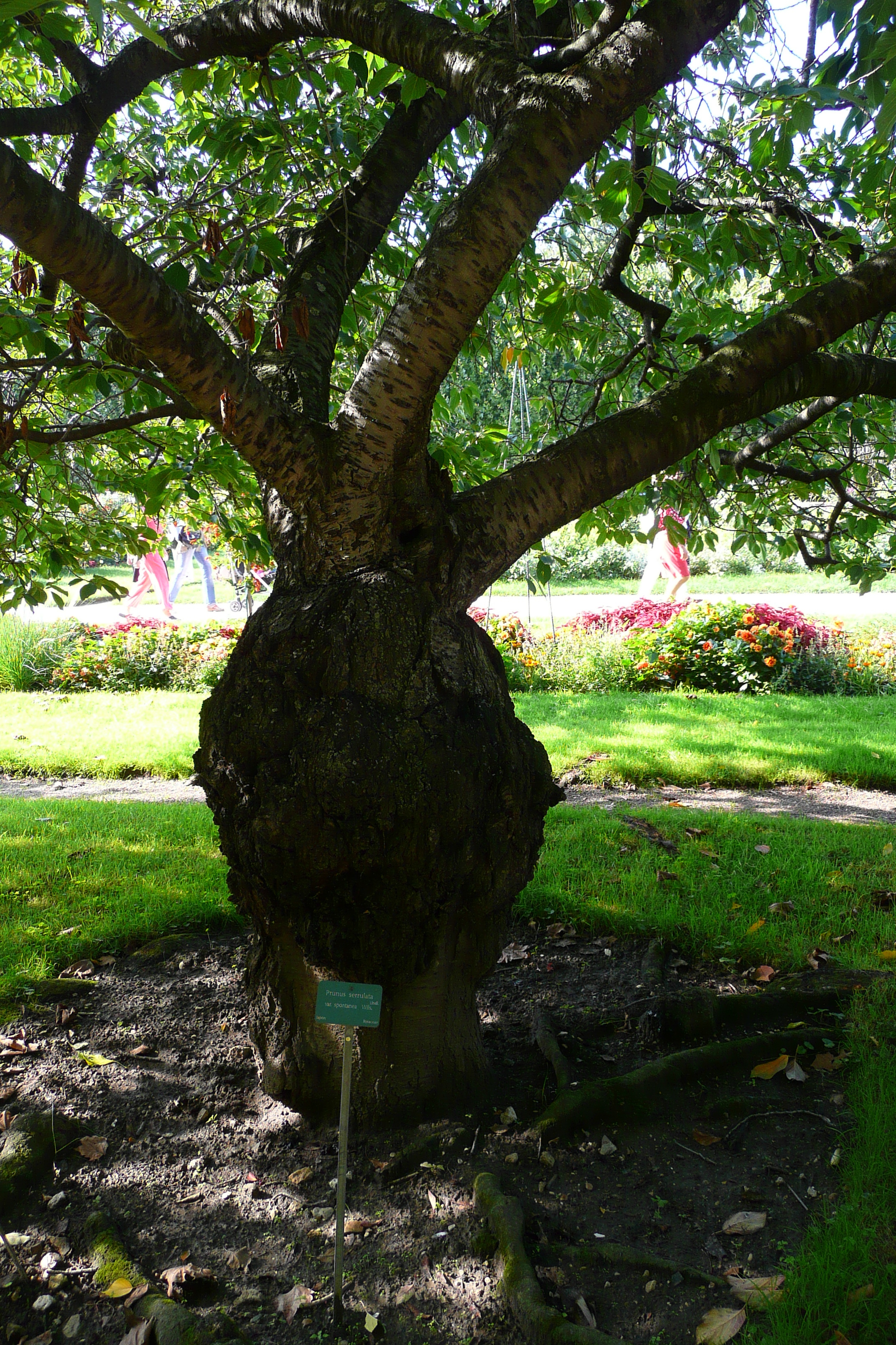 Picture France Paris Jardin des Plantes 2007-08 202 - History Jardin des Plantes