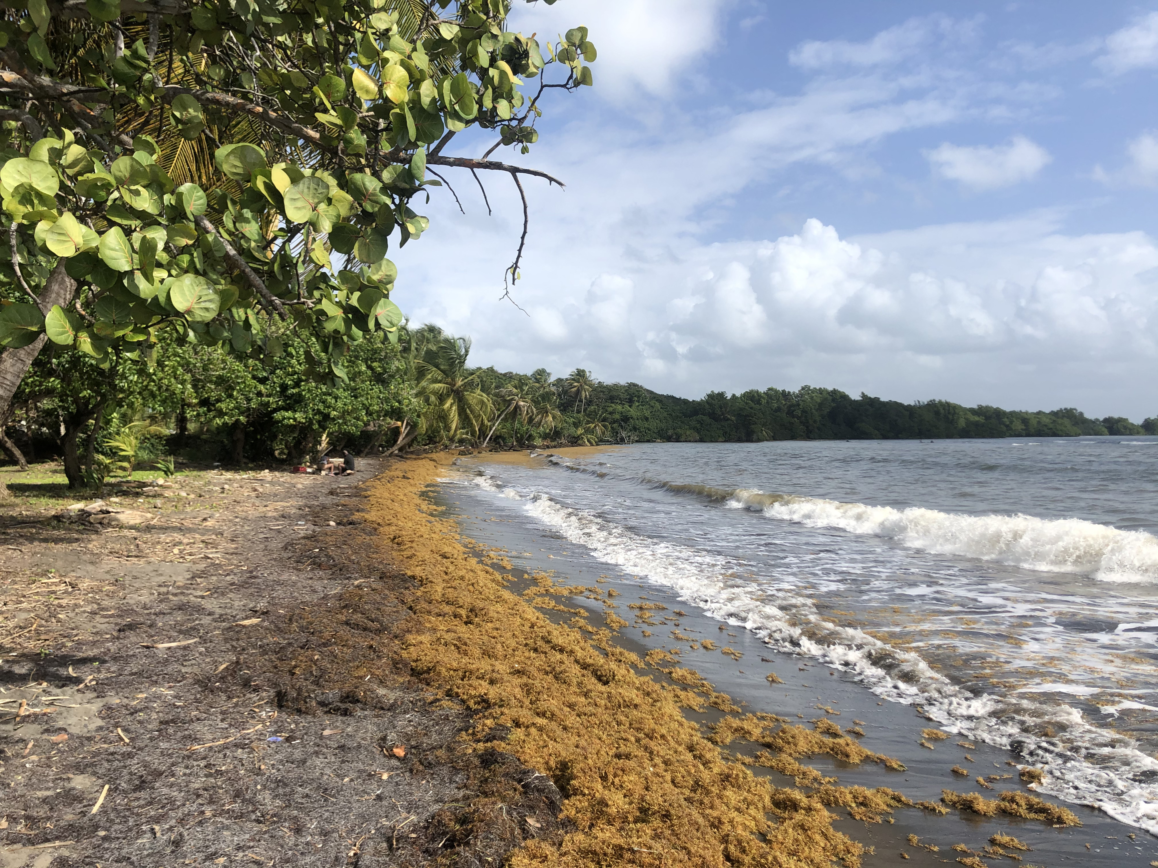 Picture Guadeloupe Viard Beach 2021-02 2 - Around Viard Beach