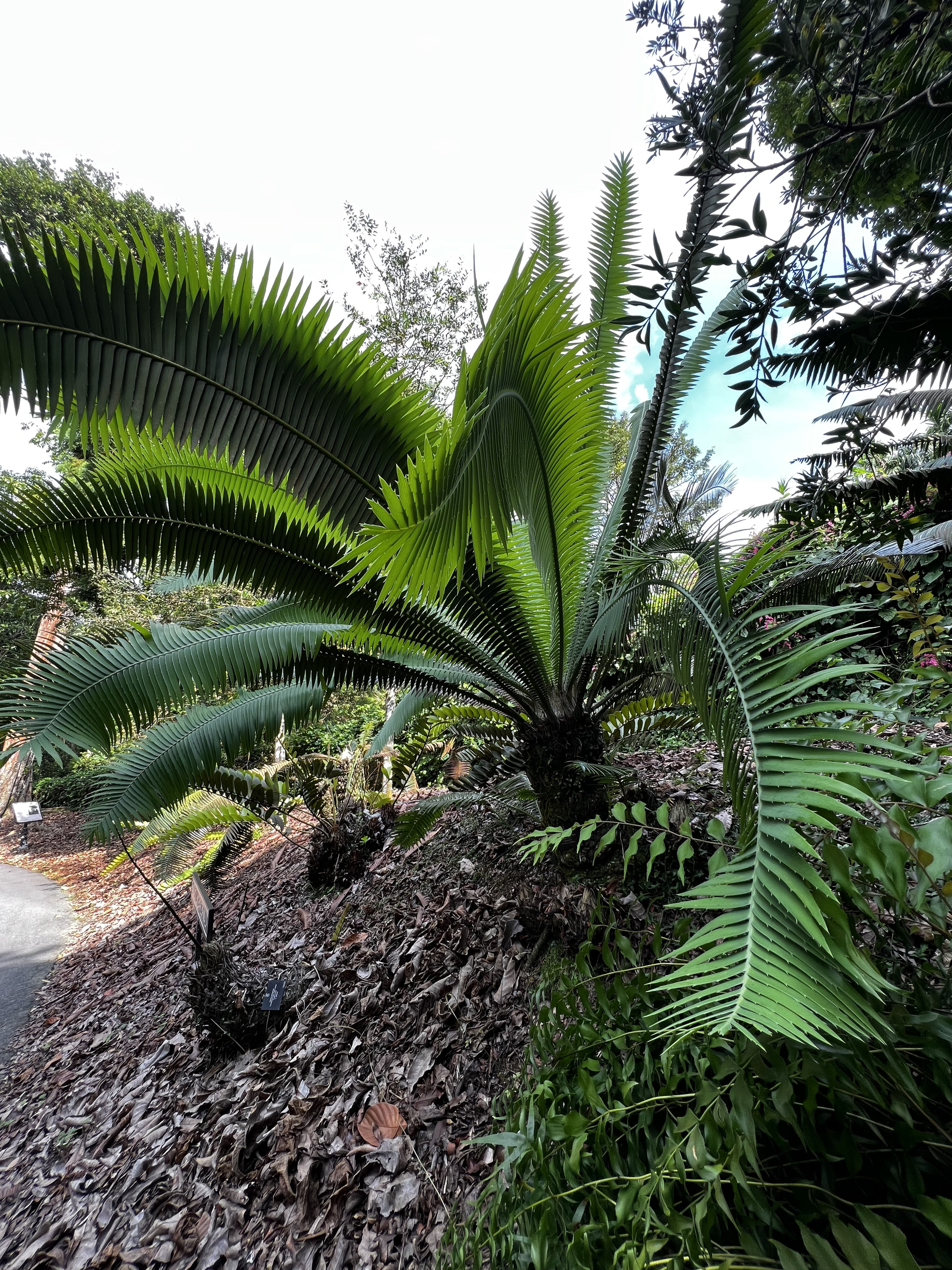 Picture Singapore Singapore Botanic Gardens 2023-01 83 - Center Singapore Botanic Gardens