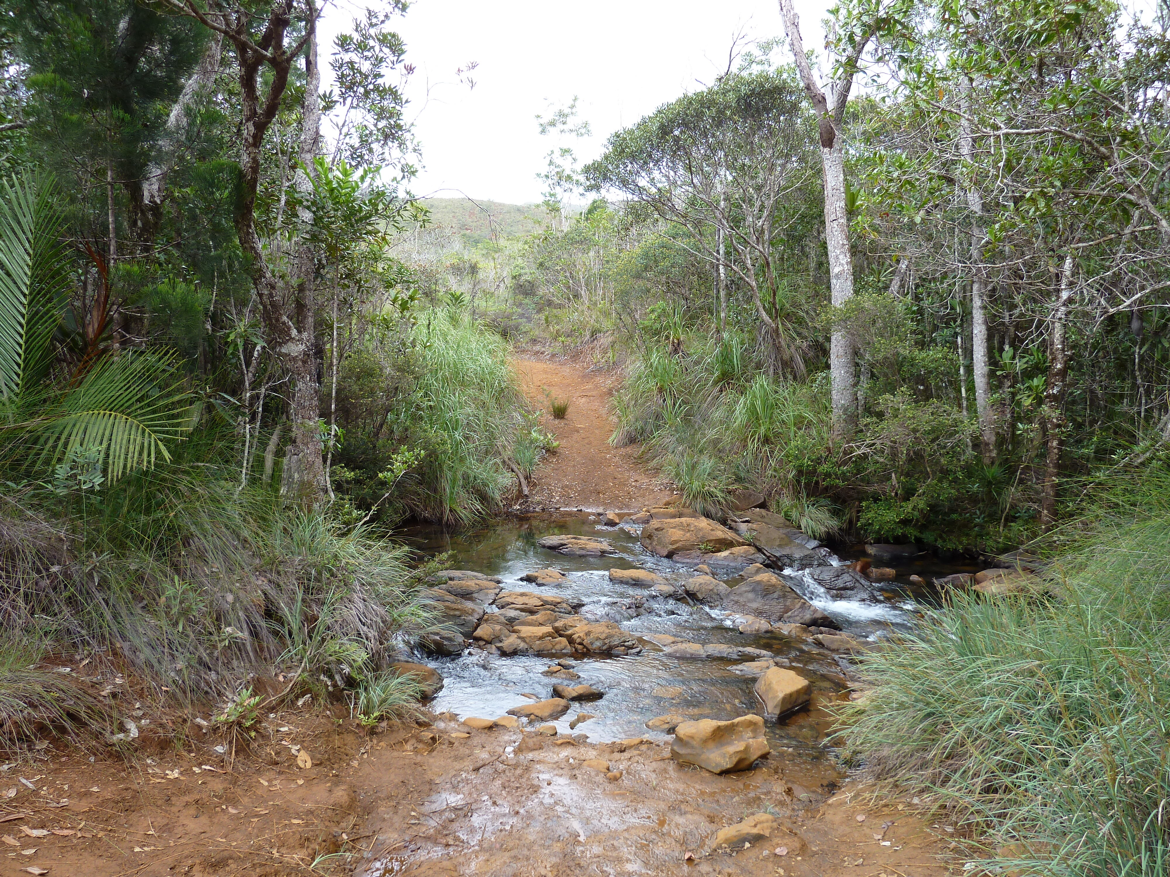 Picture New Caledonia Parc de la Riviere Bleue 2010-05 21 - Around Parc de la Riviere Bleue