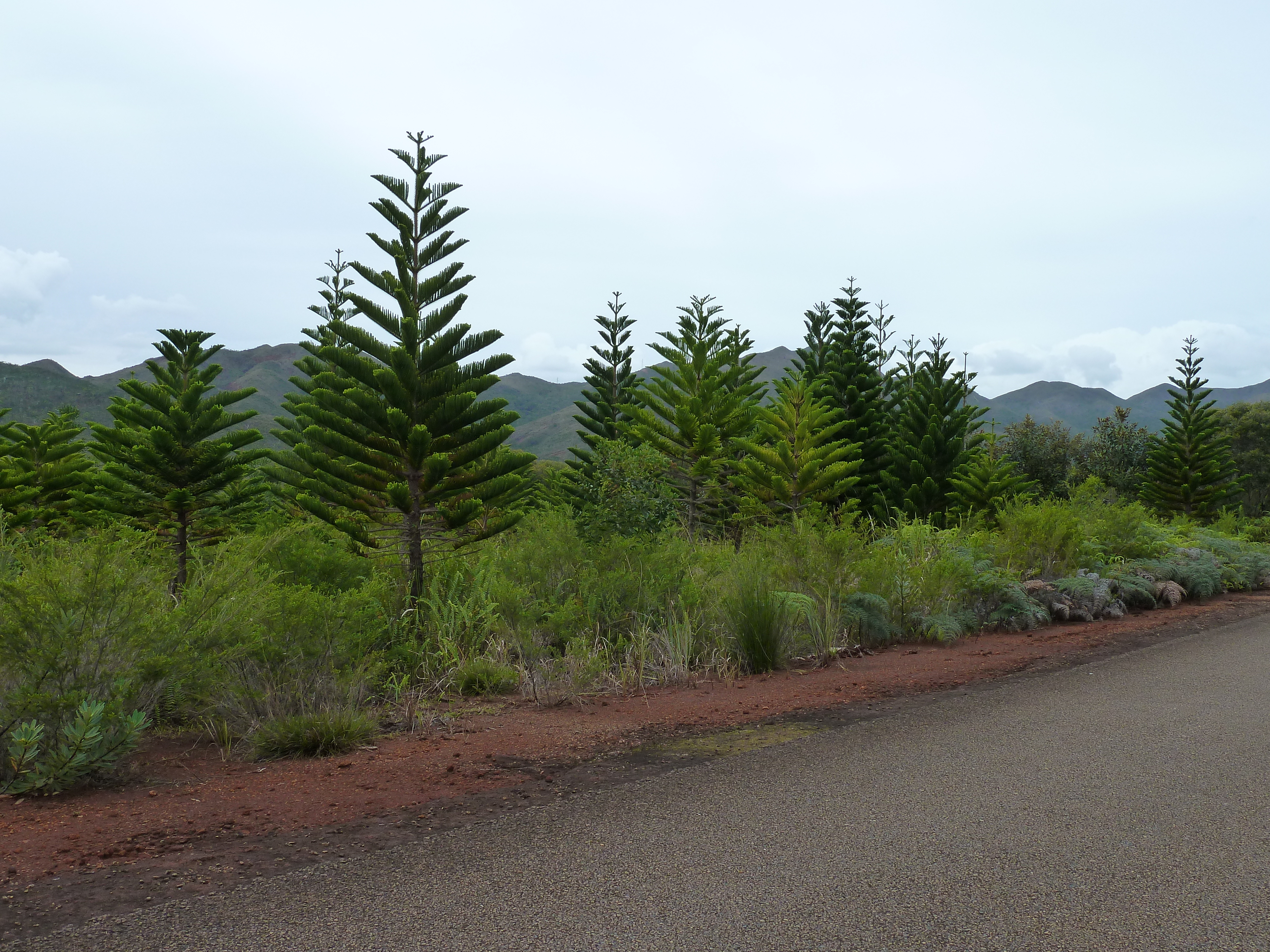 Picture New Caledonia Parc de la Riviere Bleue 2010-05 142 - History Parc de la Riviere Bleue