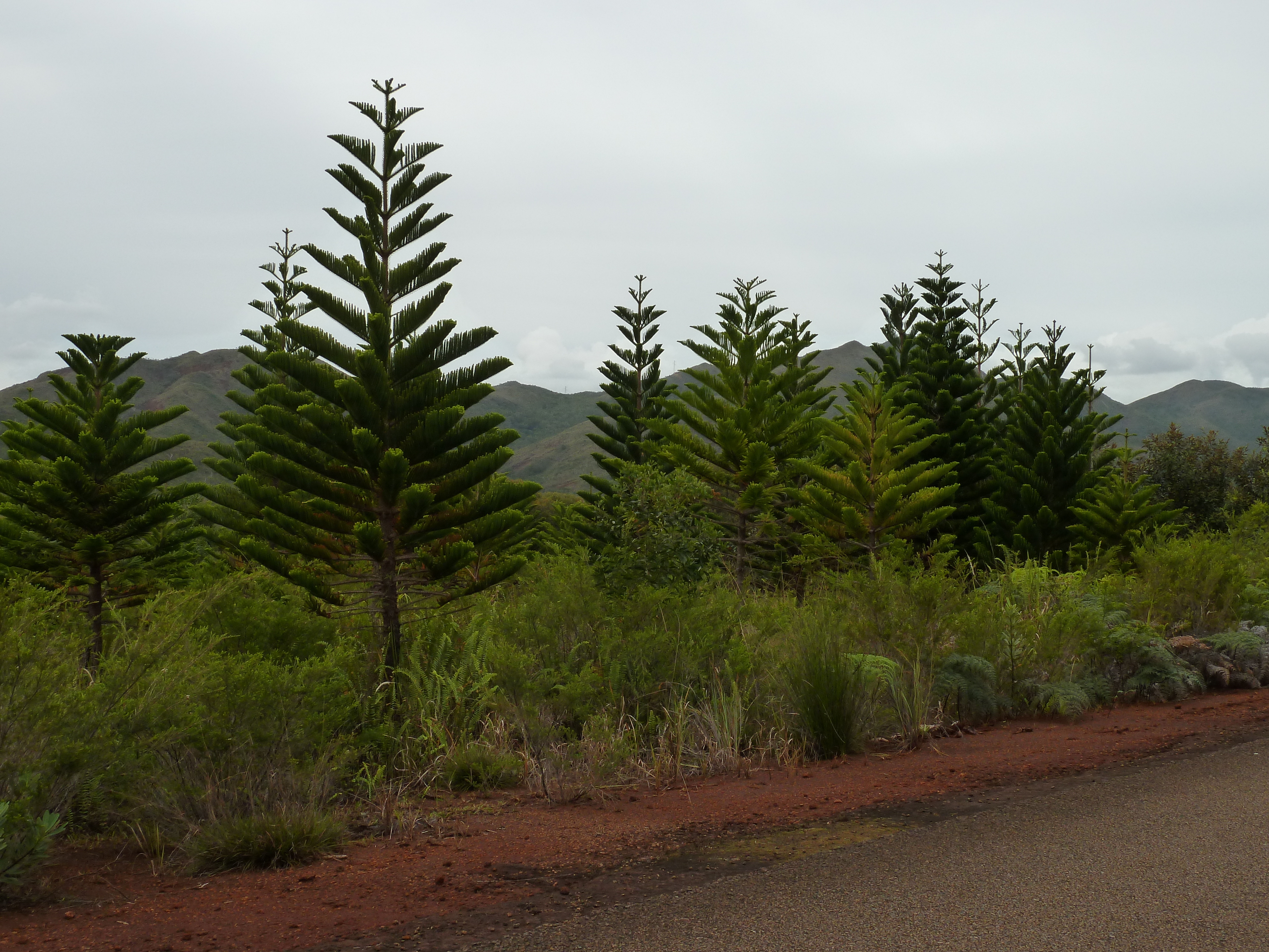 Picture New Caledonia Parc de la Riviere Bleue 2010-05 100 - Tour Parc de la Riviere Bleue