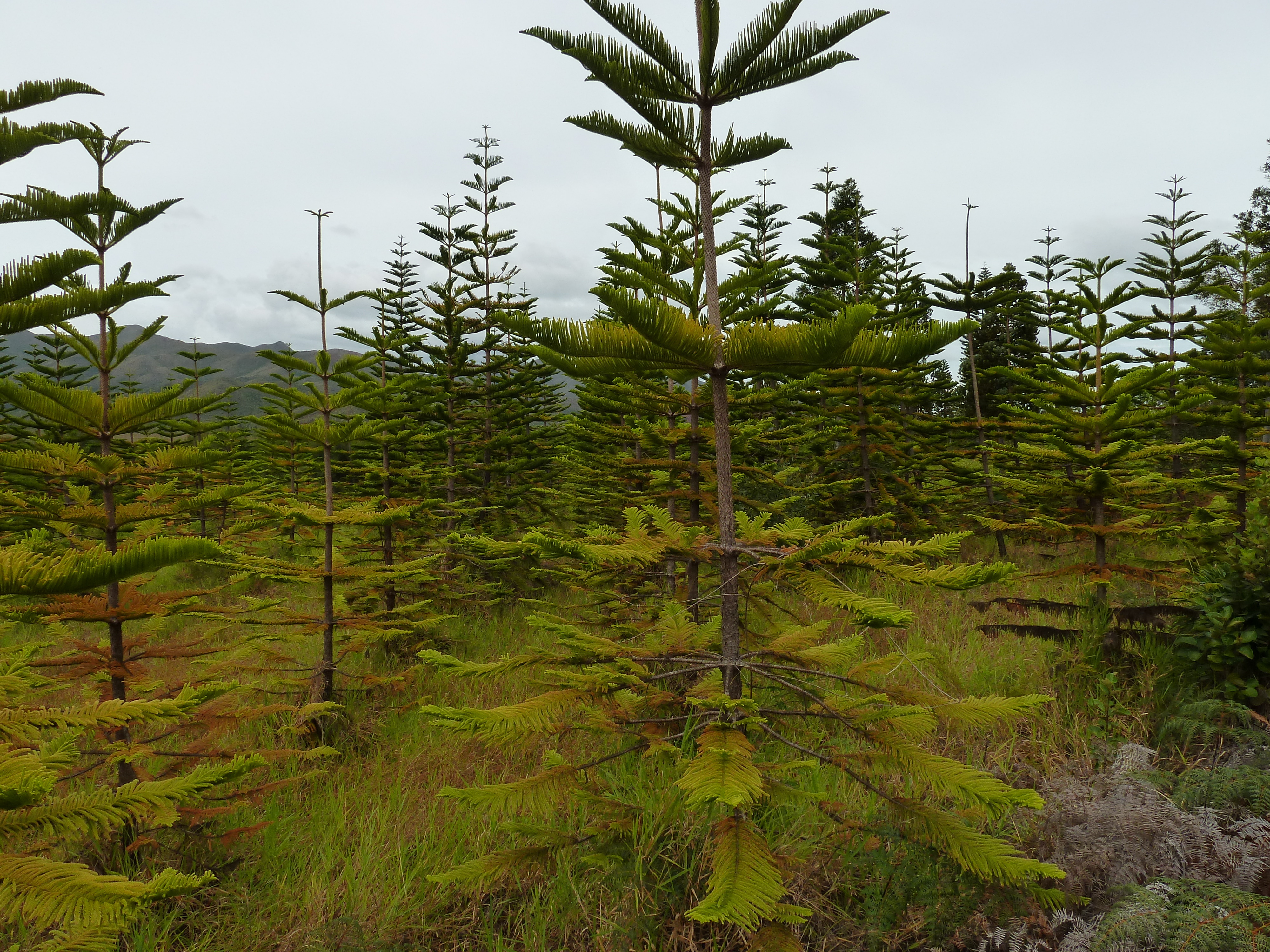 Picture New Caledonia 2010-05 83 - Around New Caledonia