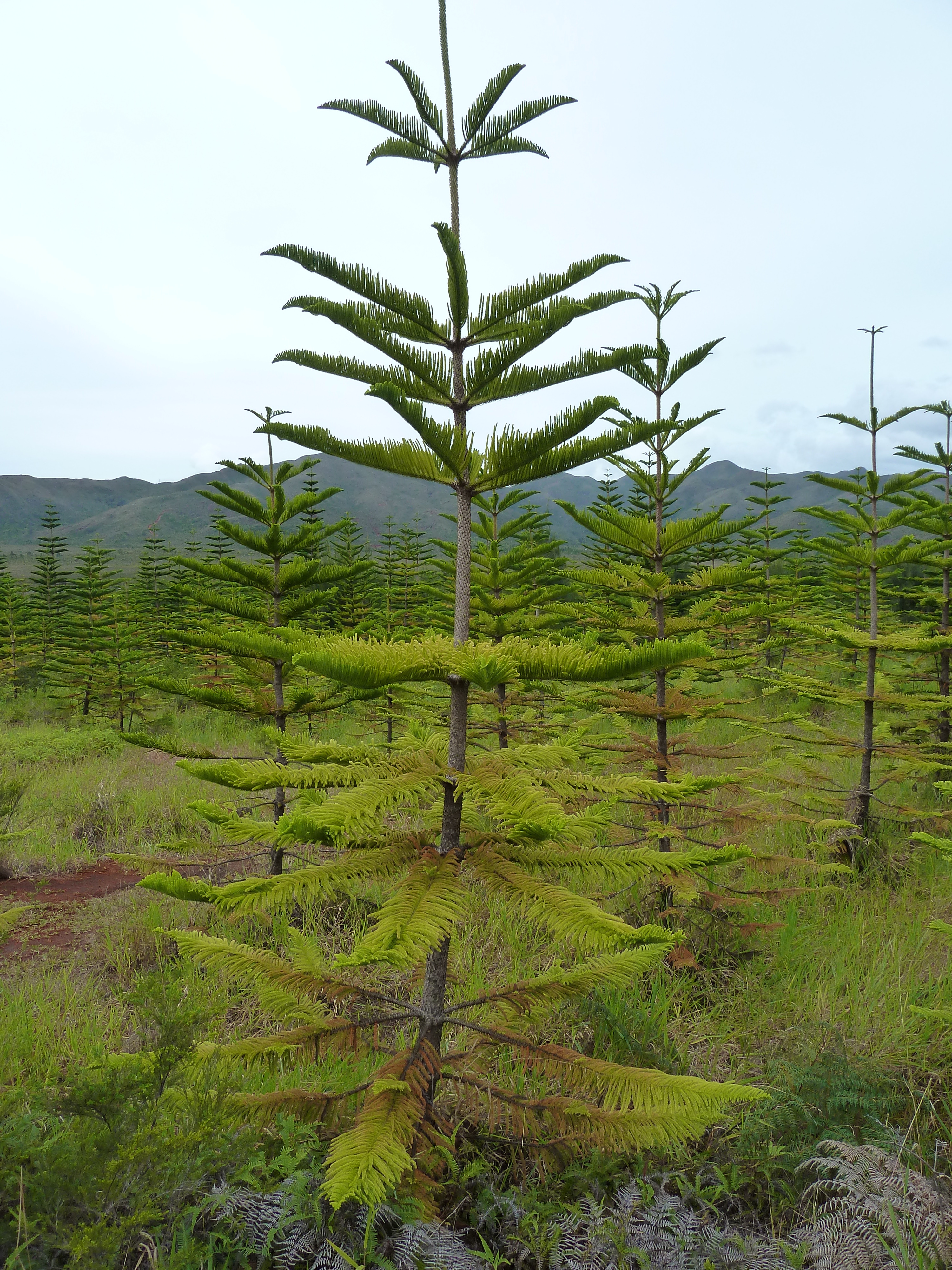 Picture New Caledonia Parc de la Riviere Bleue 2010-05 94 - History Parc de la Riviere Bleue