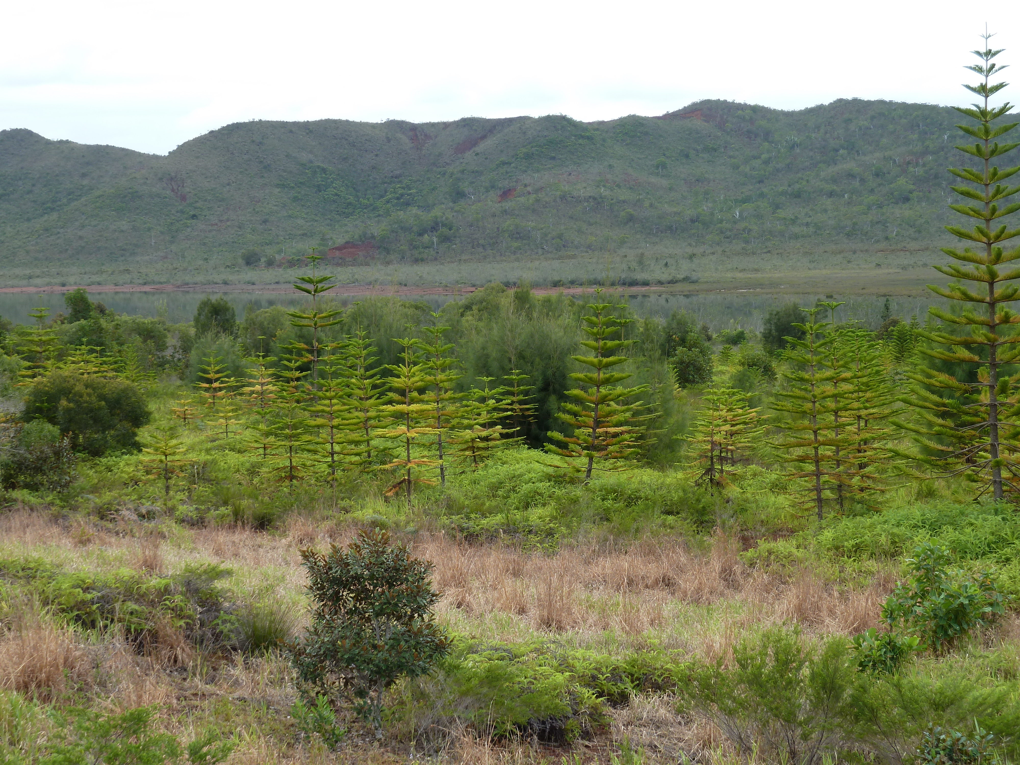 Picture New Caledonia Parc de la Riviere Bleue 2010-05 83 - Tour Parc de la Riviere Bleue