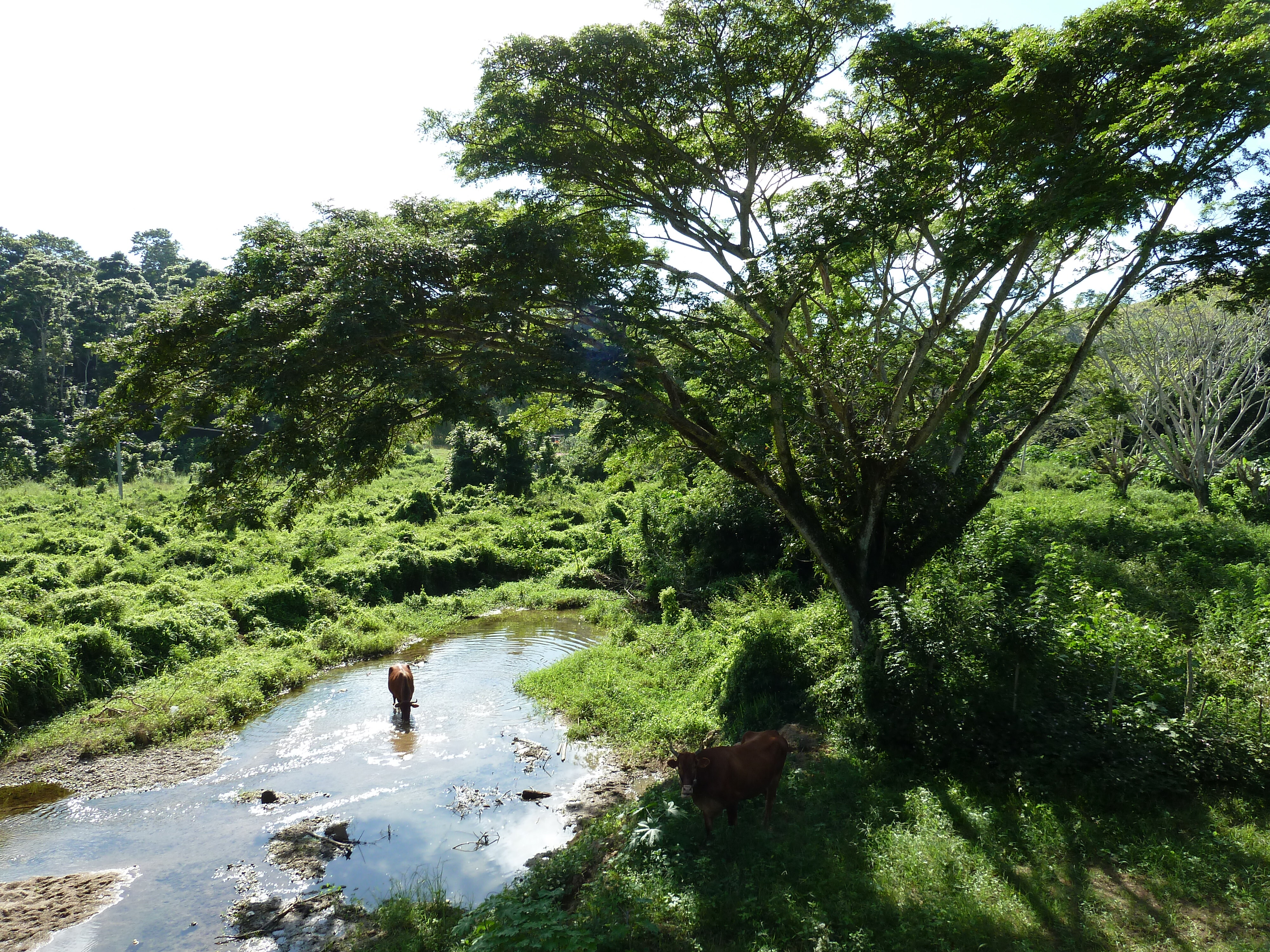 Picture Fiji Sigatoka river 2010-05 93 - Recreation Sigatoka river