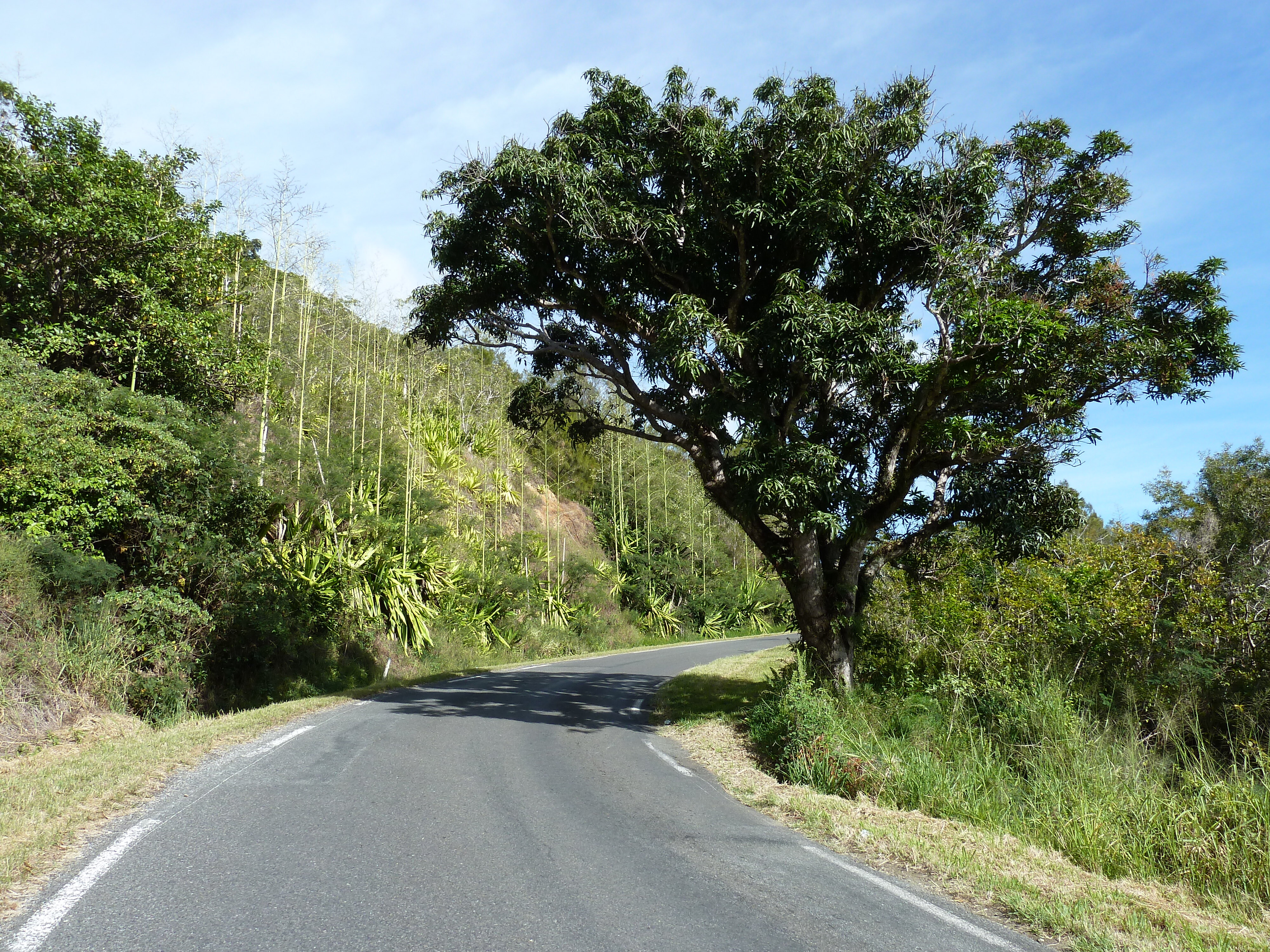 Picture New Caledonia Tontouta to Thio road 2010-05 81 - Around Tontouta to Thio road