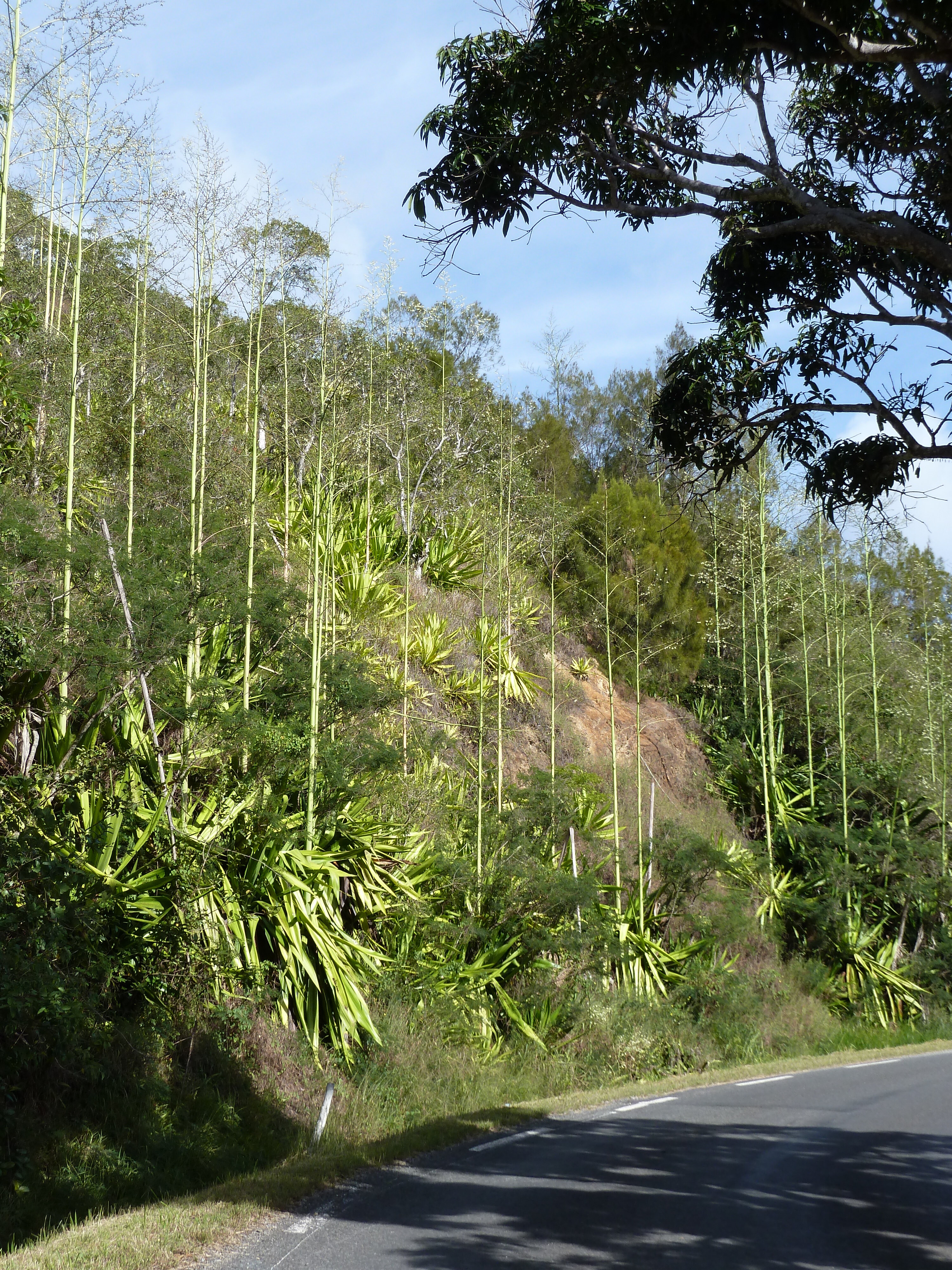 Picture New Caledonia 2010-05 86 - Journey New Caledonia