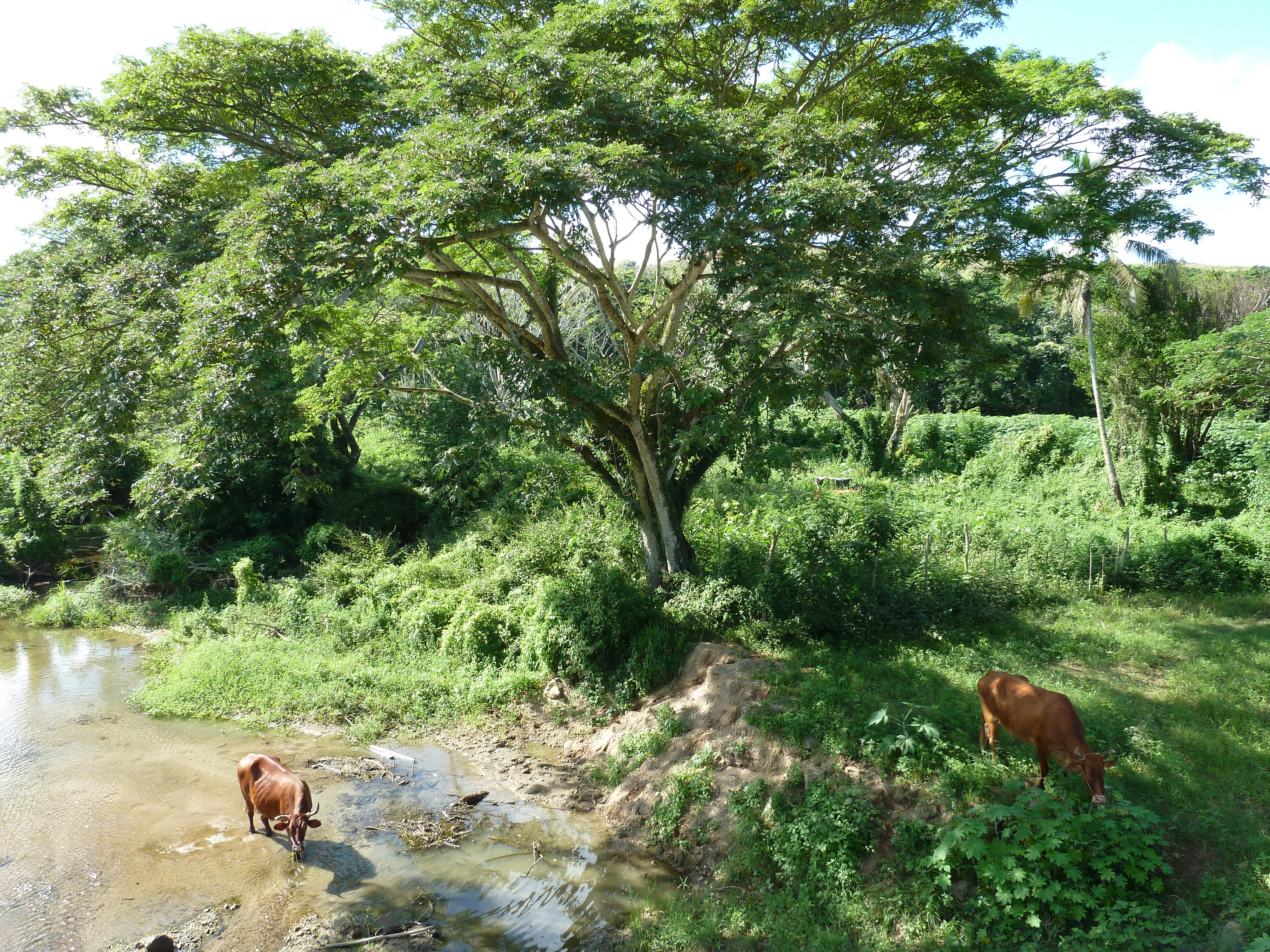 Picture Fiji Sigatoka river 2010-05 105 - Center Sigatoka river