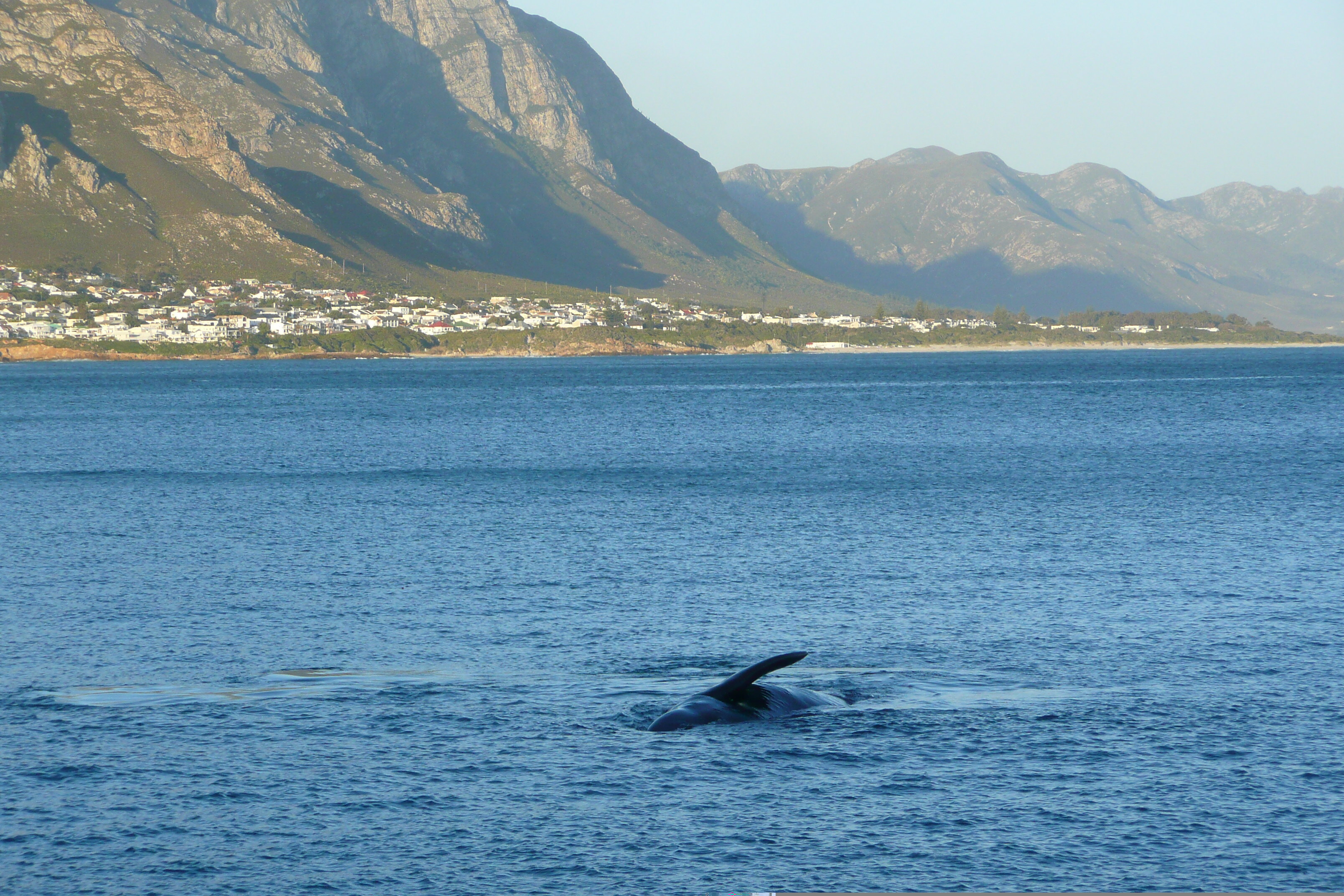 Picture South Africa Harmanus 2008-09 7 - Discovery Harmanus