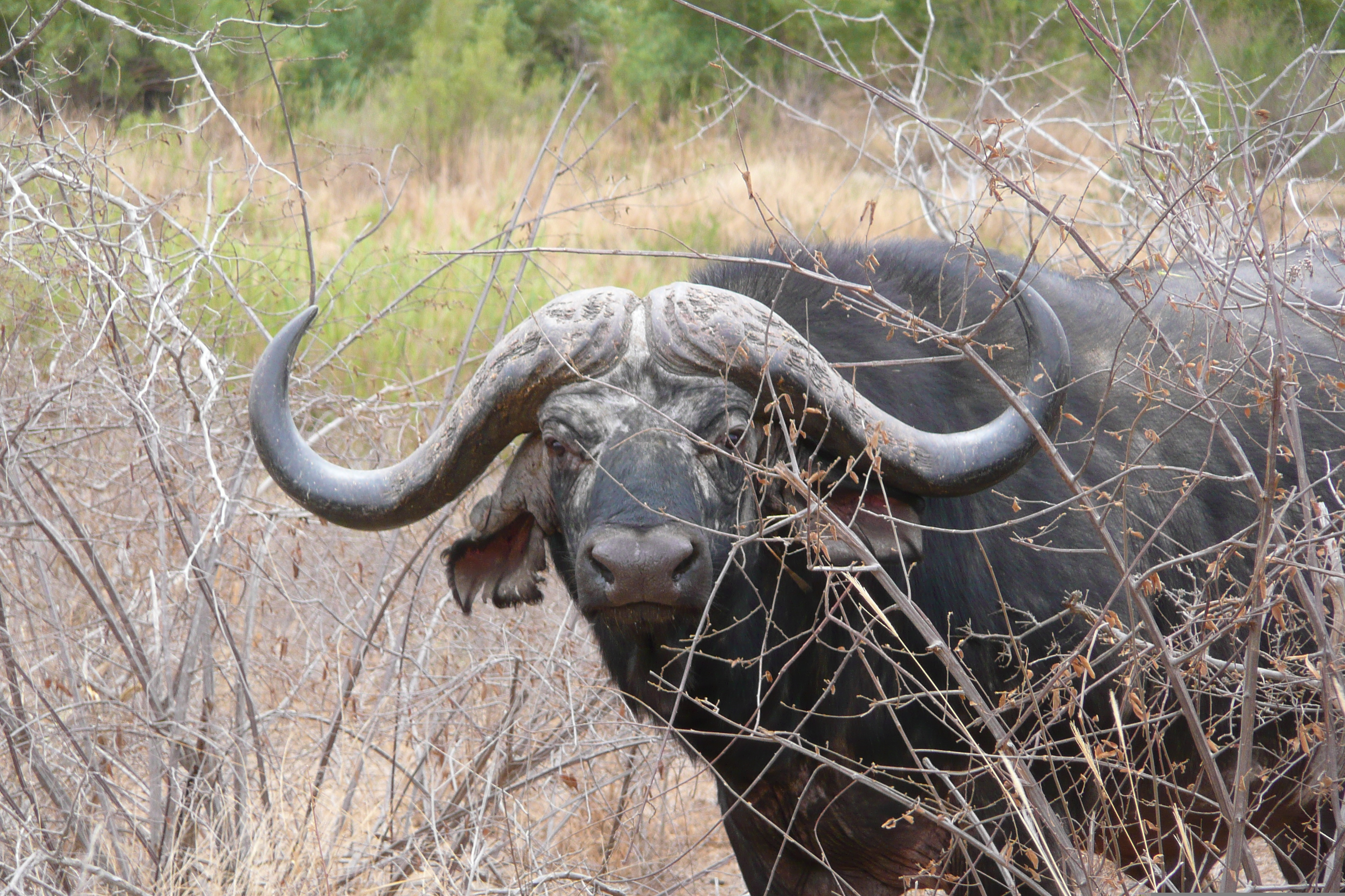 Picture South Africa Kruger National Park Sable River 2008-09 80 - History Sable River