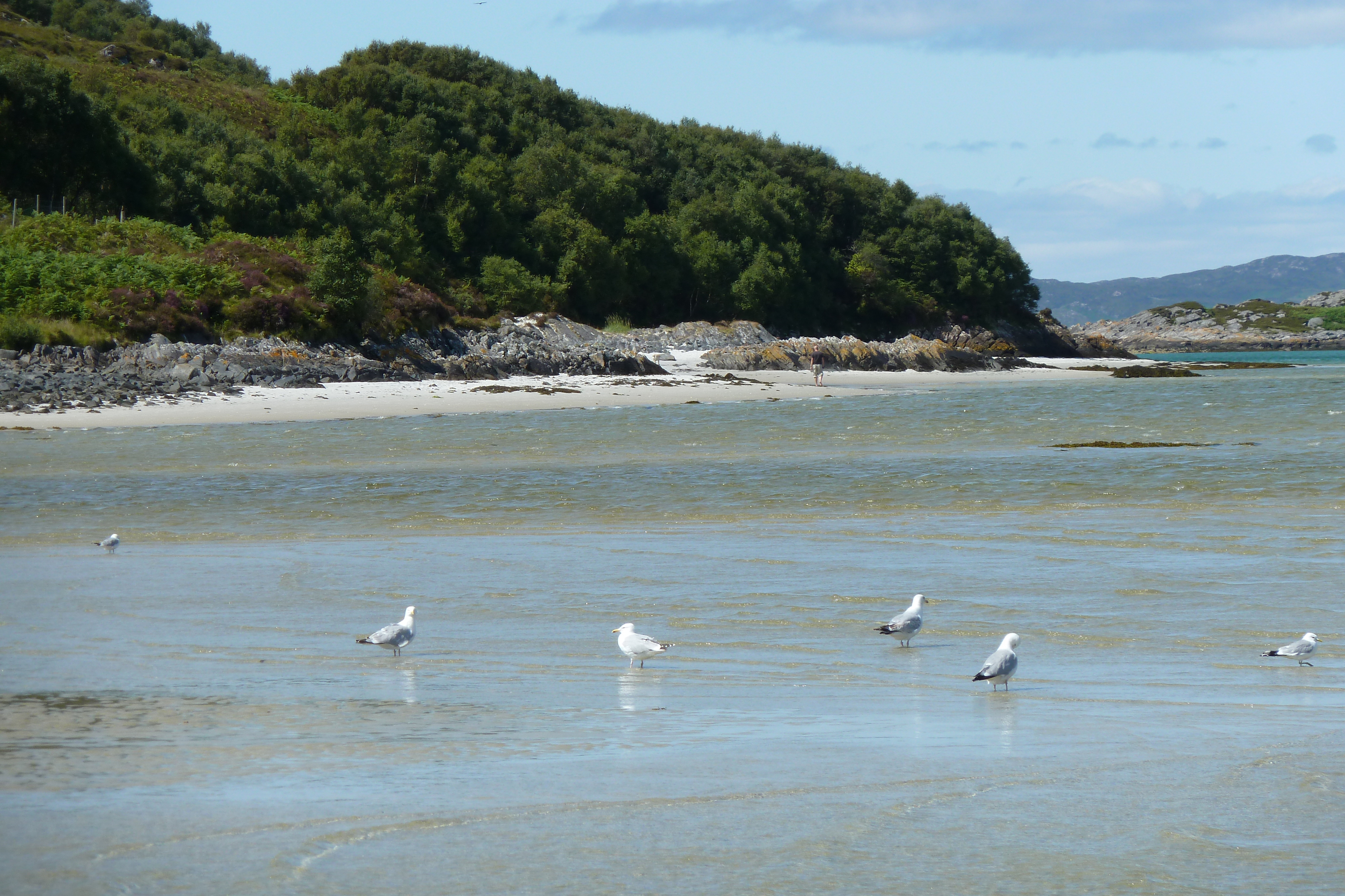 Picture United Kingdom Scotland Arisaig coast 2011-07 37 - Center Arisaig coast