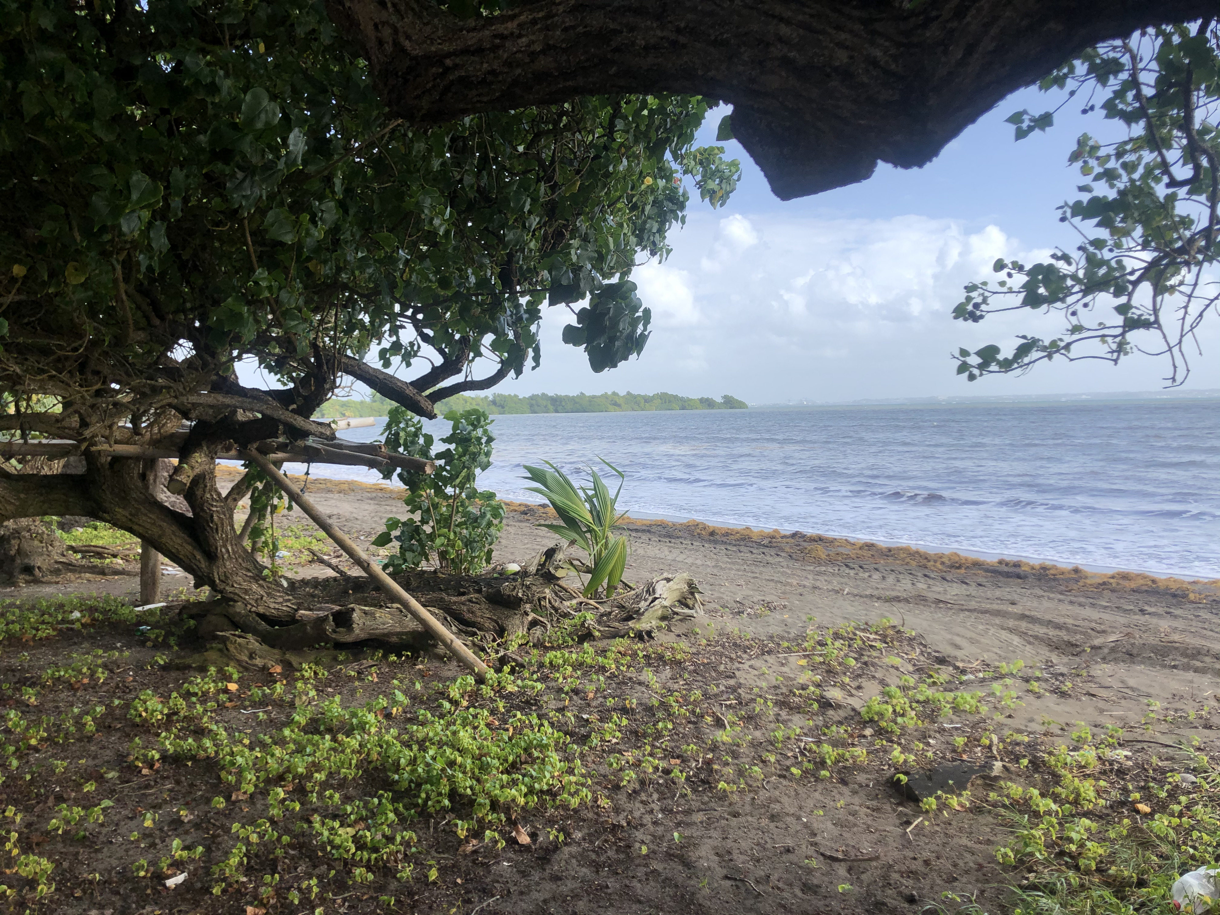 Picture Guadeloupe Viard Beach 2021-02 6 - Discovery Viard Beach