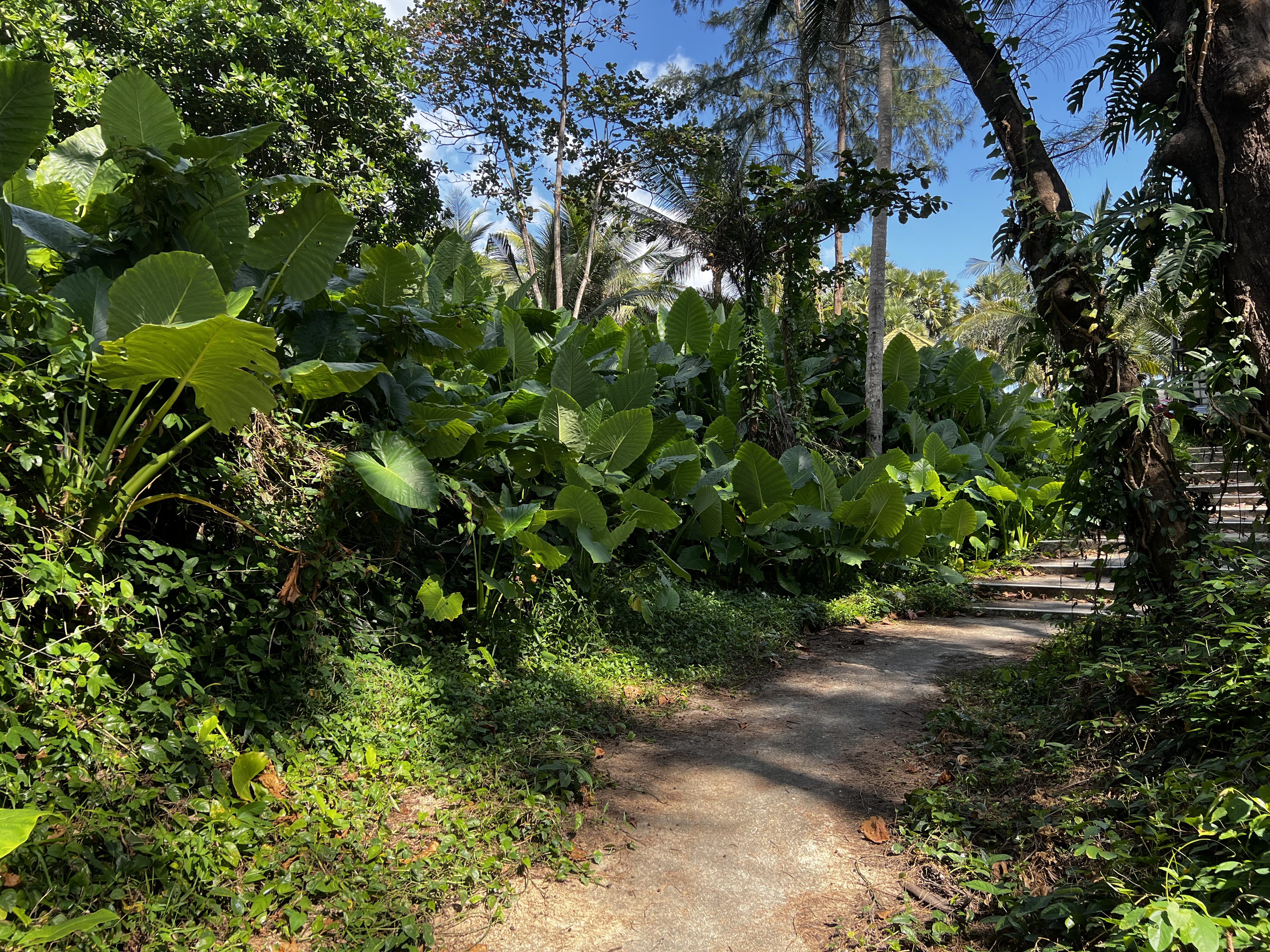 Picture Thailand Phuket Surin Beach 2021-12 100 - History Surin Beach