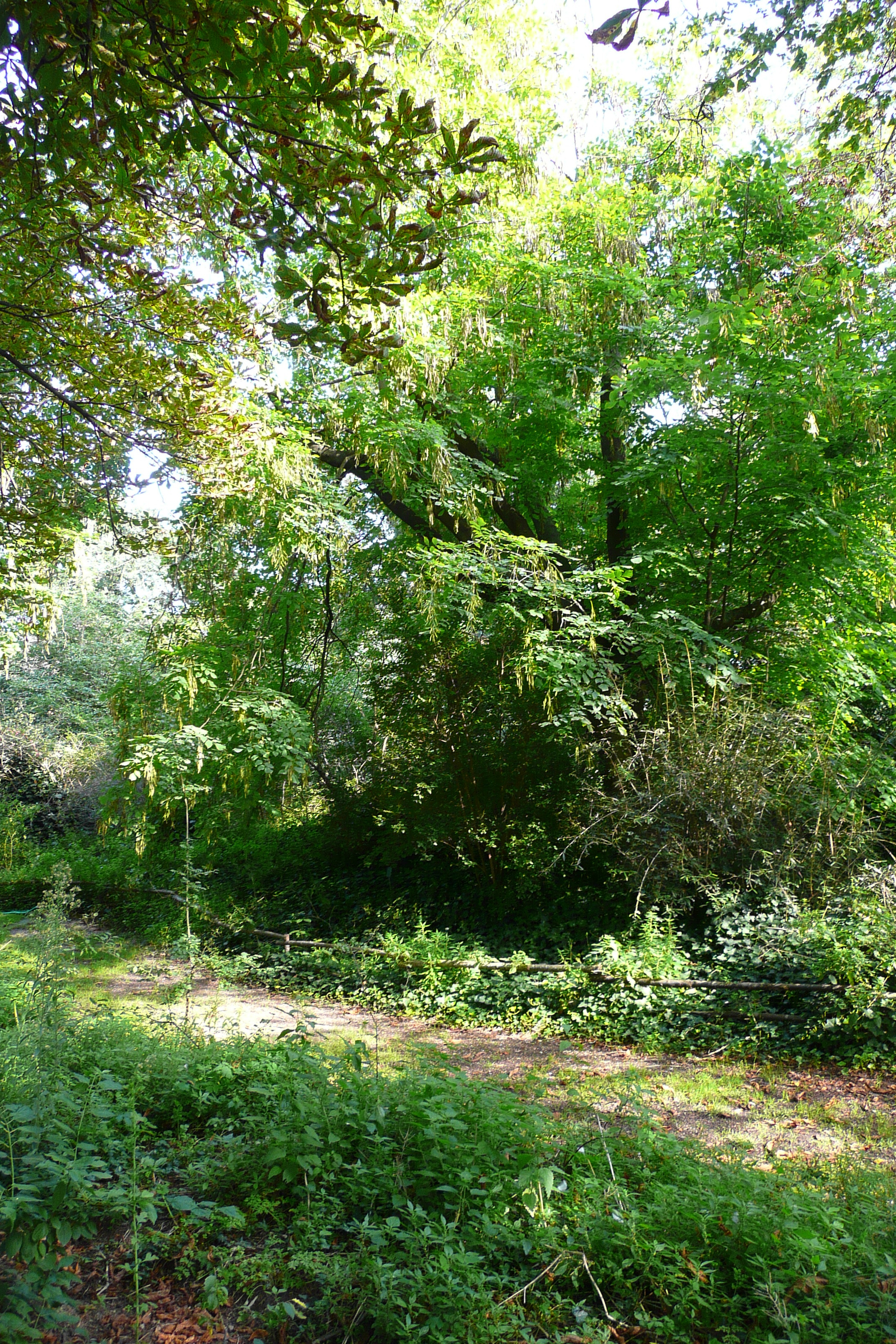 Picture France Paris Jardin des Plantes 2007-08 107 - Tours Jardin des Plantes