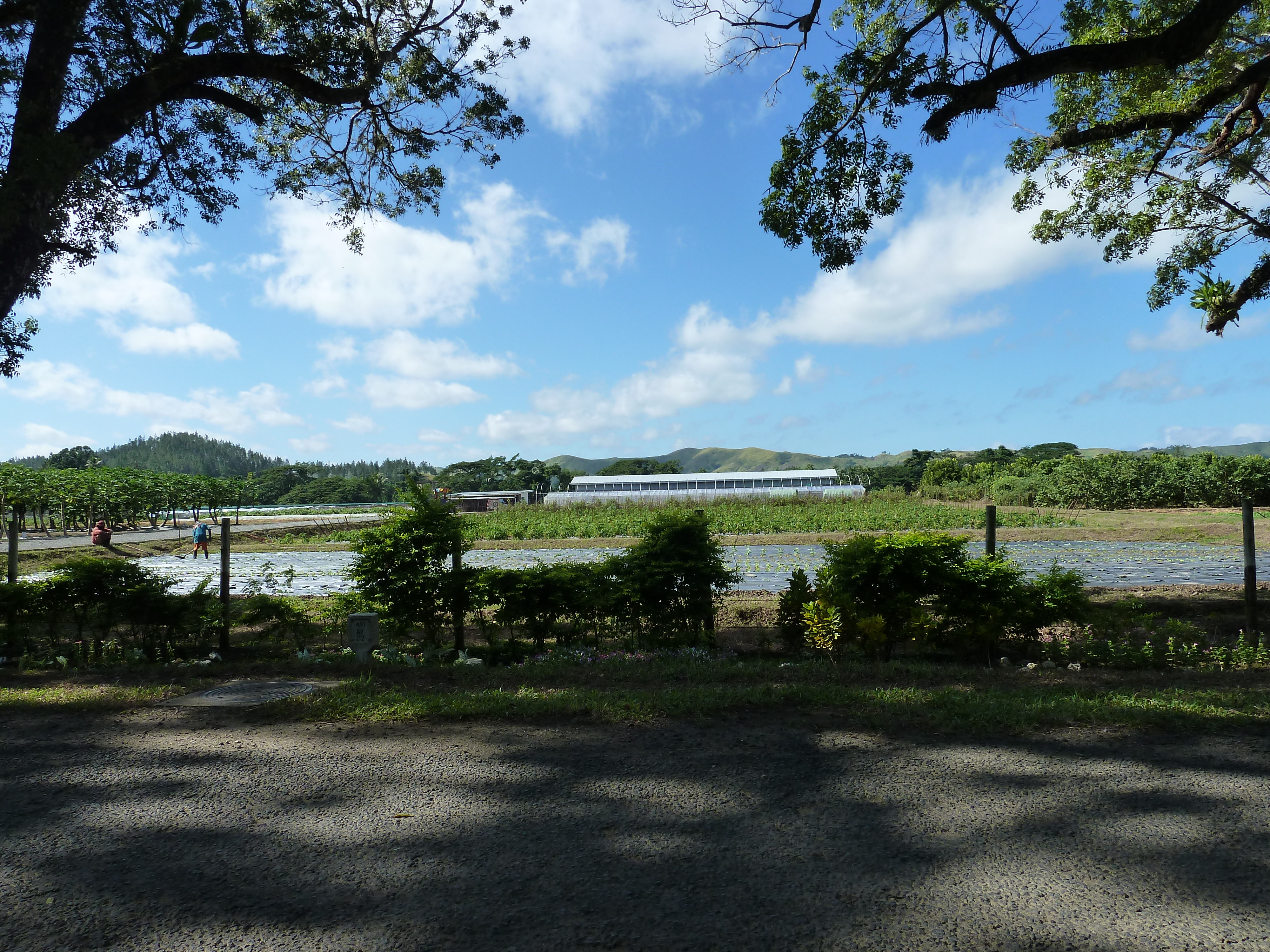 Picture Fiji Sigatoka river 2010-05 23 - Around Sigatoka river