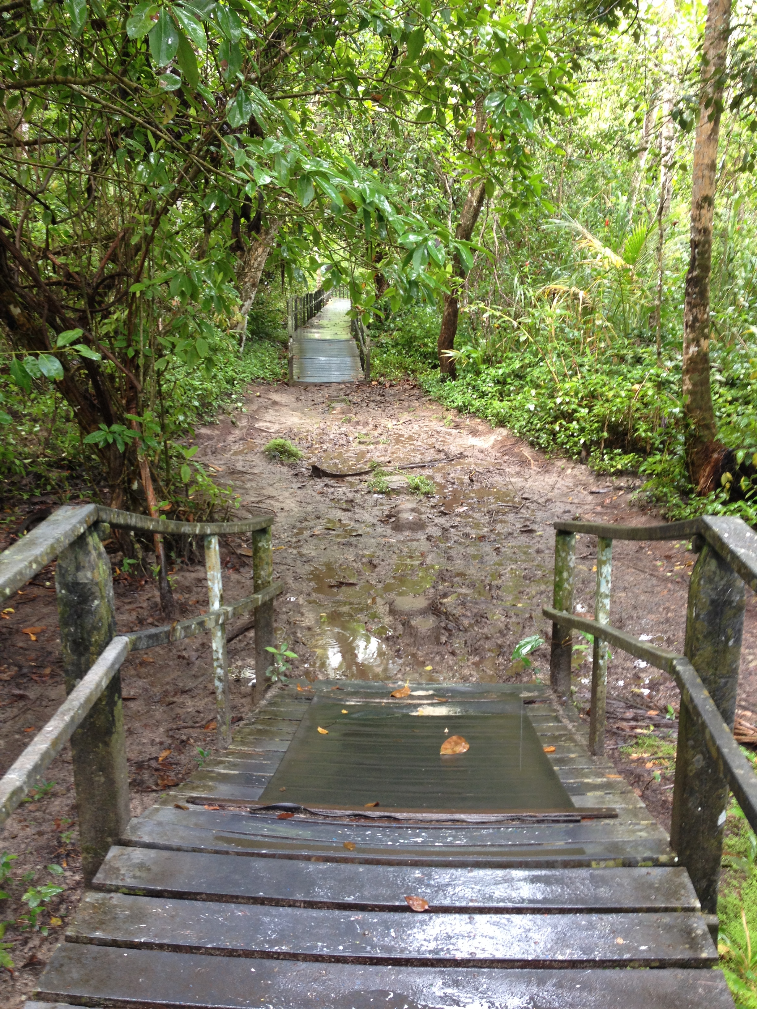 Picture Costa Rica Cahuita 2015-03 254 - Discovery Cahuita