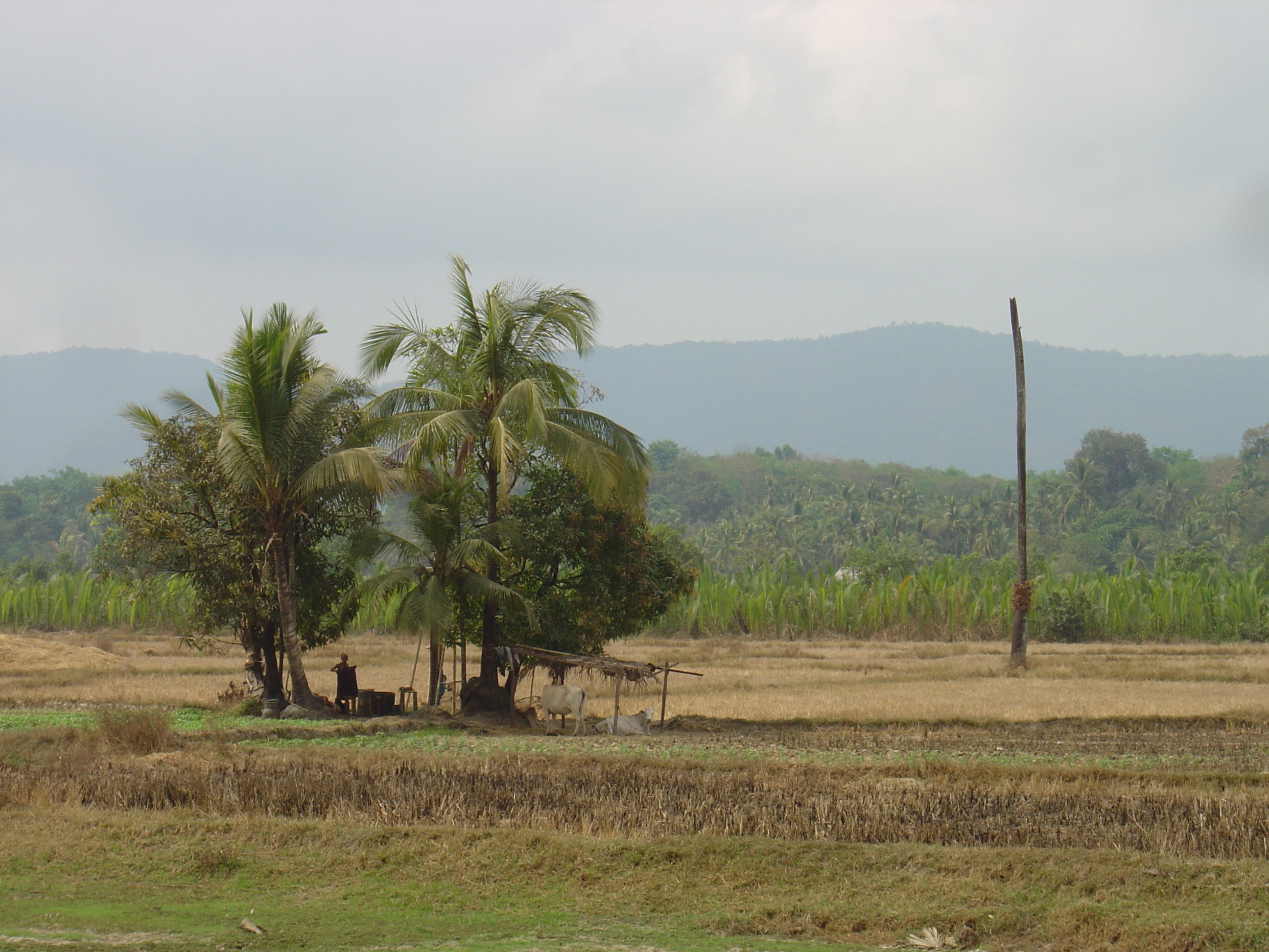 Picture Myanmar Road from Dawei to Maungmagan beach 2005-01 16 - Tours Road from Dawei to Maungmagan beach