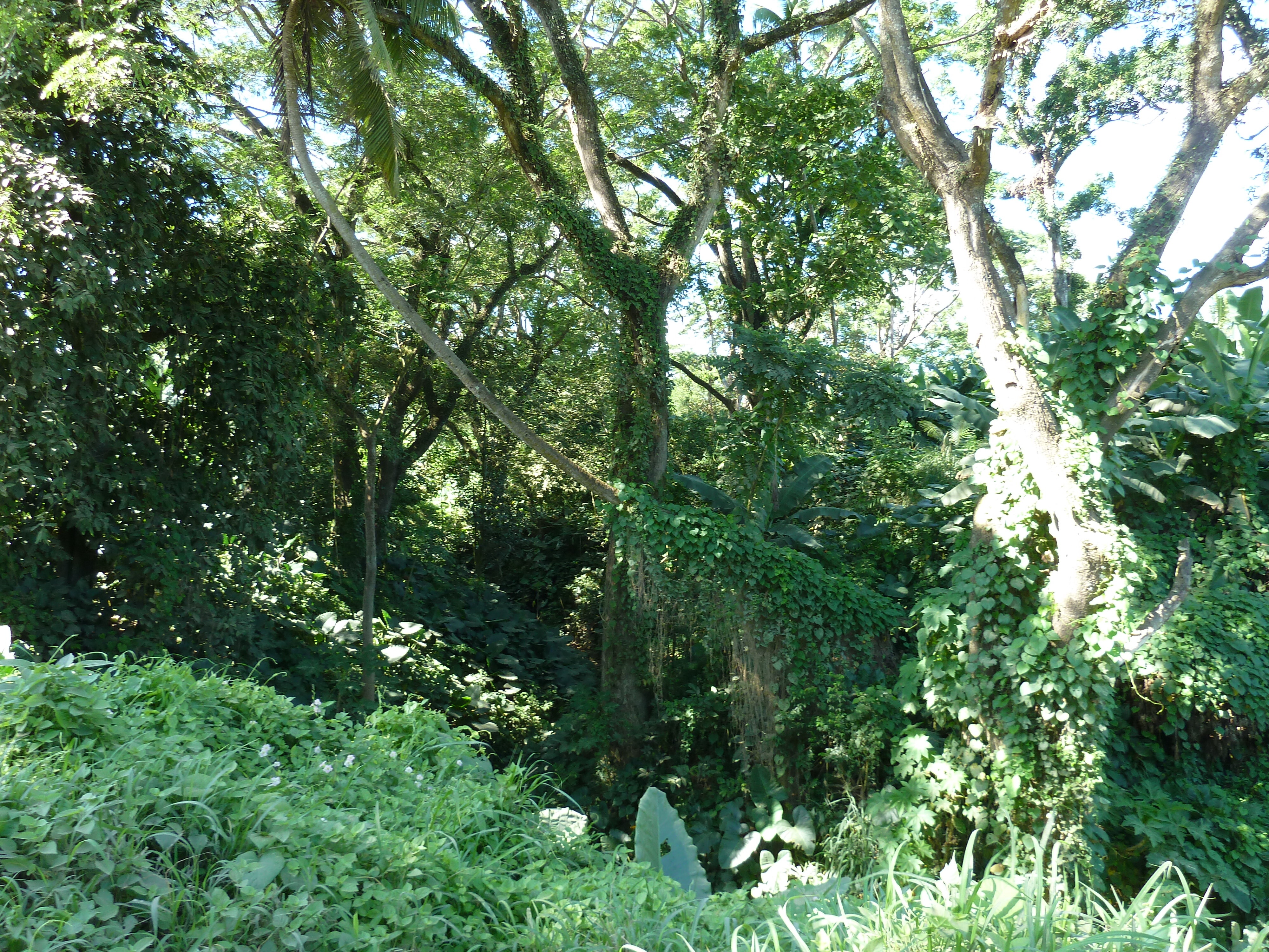 Picture Fiji Sigatoka river 2010-05 85 - Around Sigatoka river