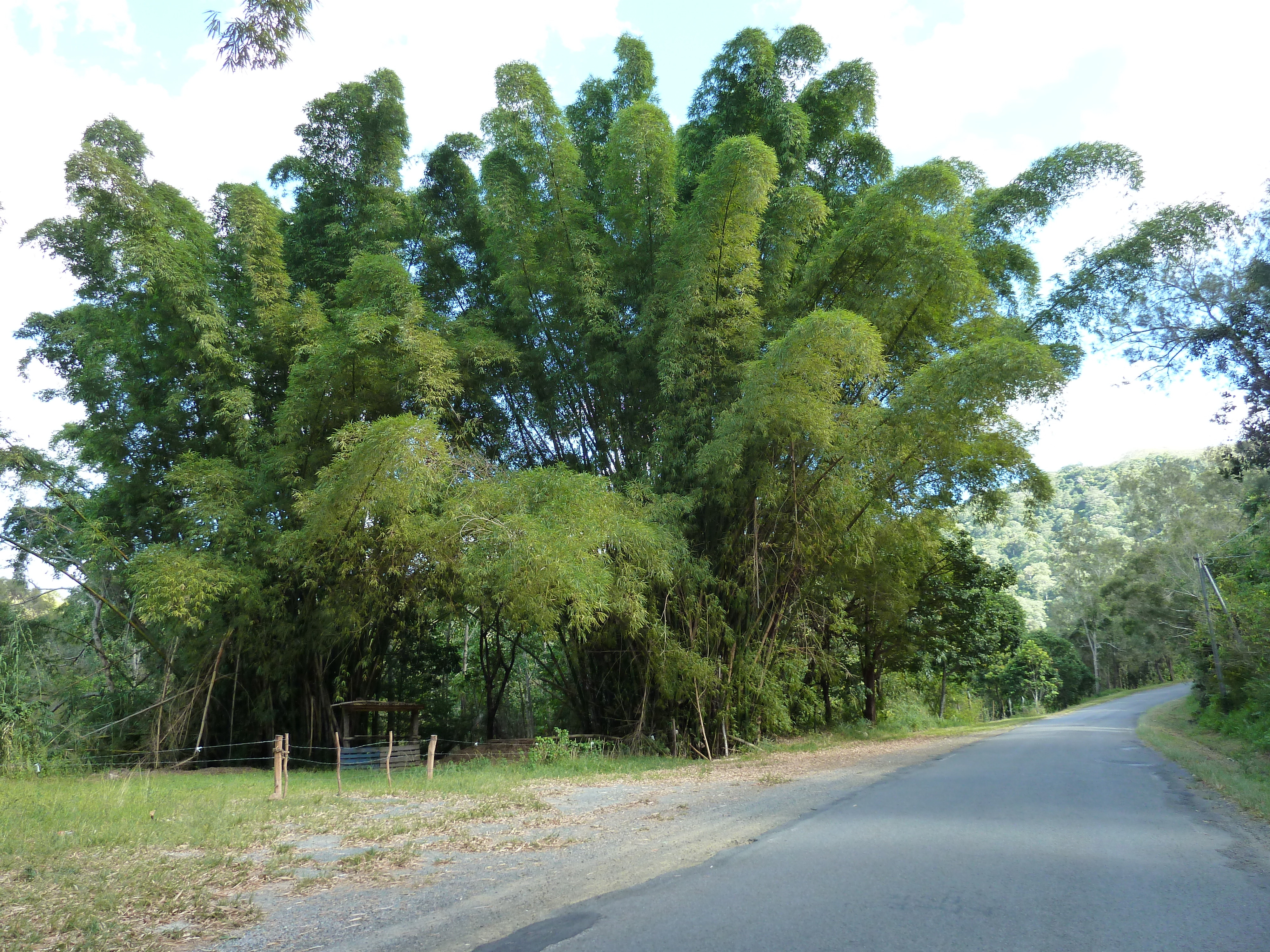 Picture New Caledonia Tontouta to Thio road 2010-05 20 - Around Tontouta to Thio road