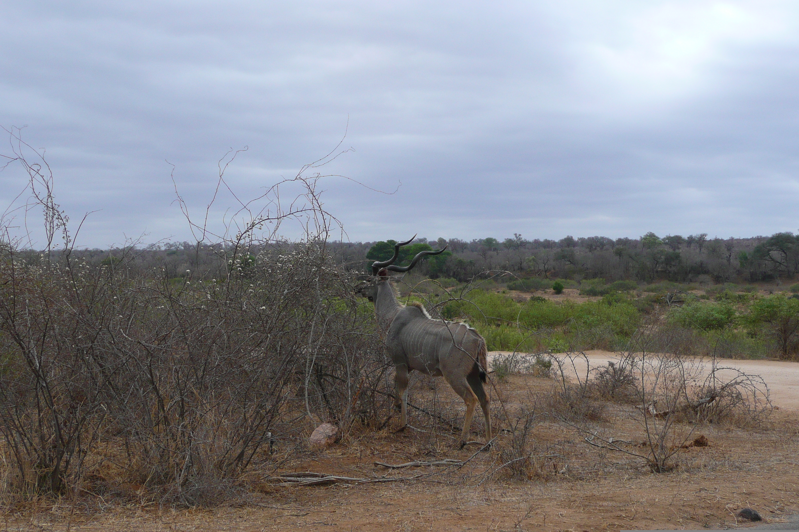 Picture South Africa Kruger National Park Sable River 2008-09 89 - History Sable River