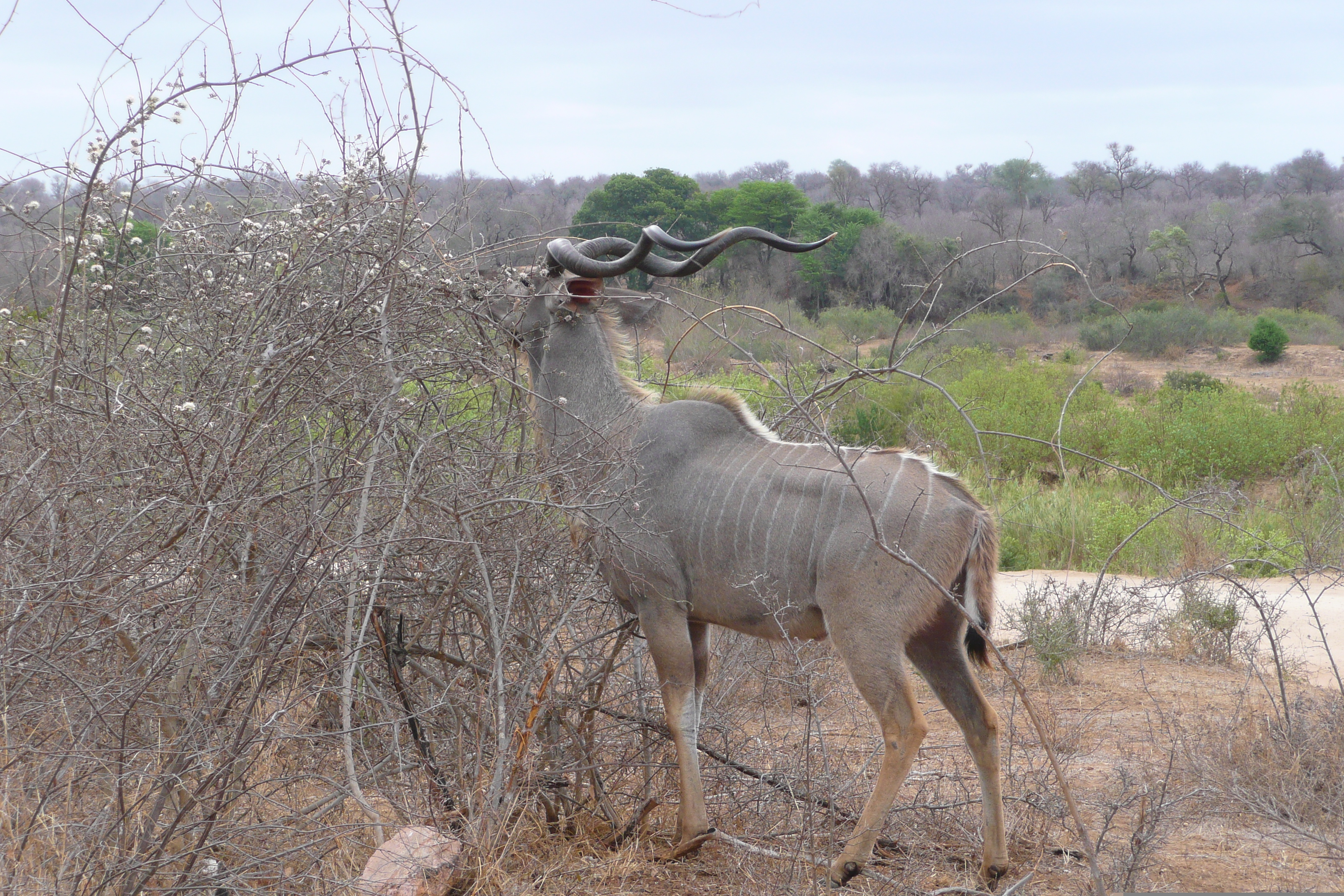 Picture South Africa Kruger National Park Sable River 2008-09 8 - Tour Sable River