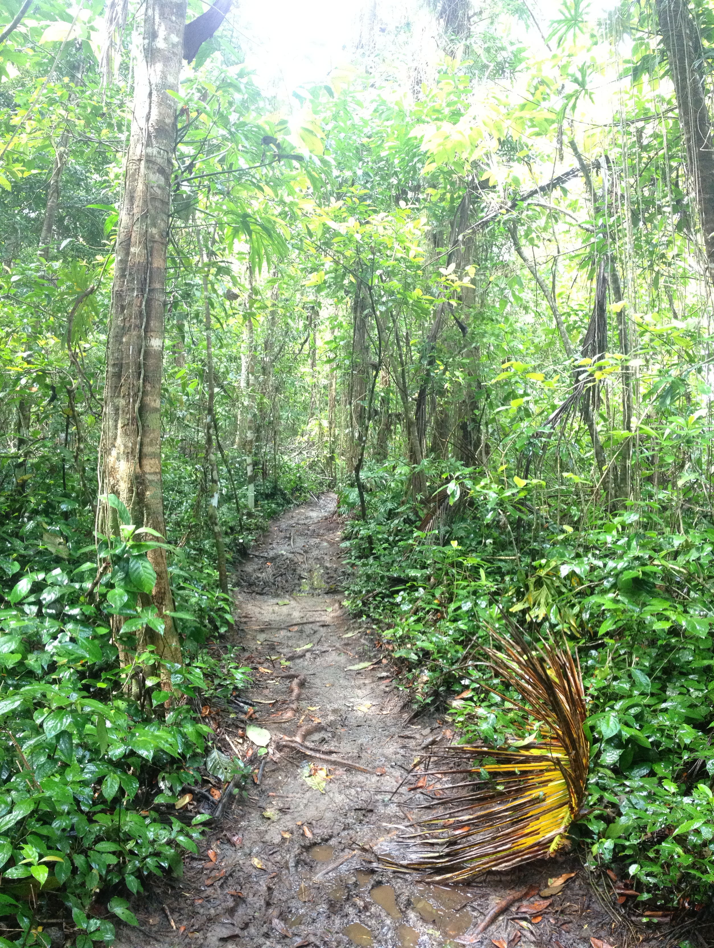 Picture Costa Rica Cahuita 2015-03 20 - Center Cahuita