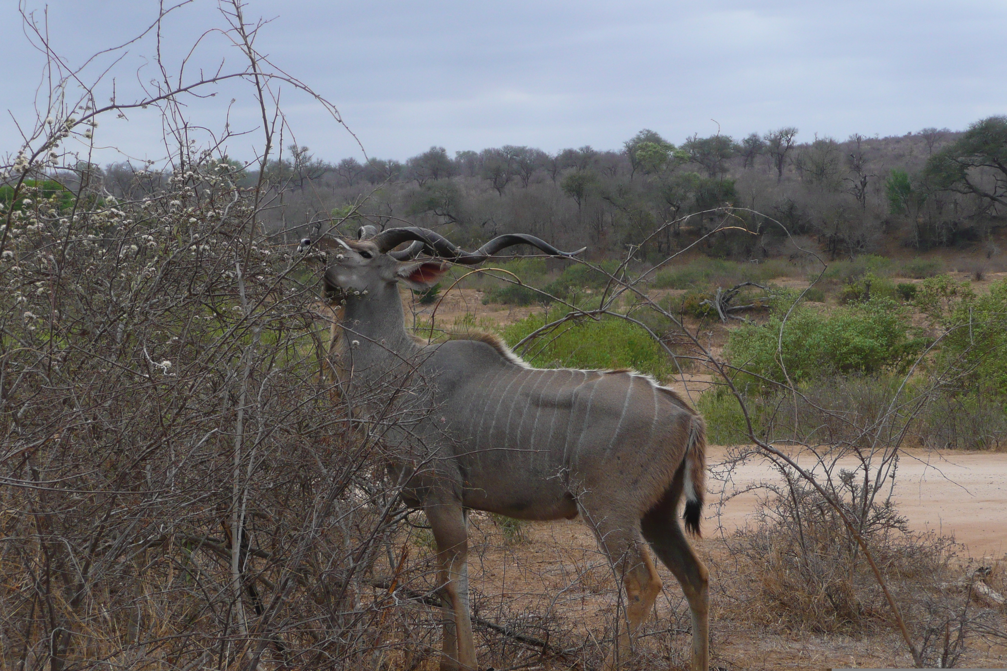 Picture South Africa Kruger National Park Sable River 2008-09 13 - Discovery Sable River