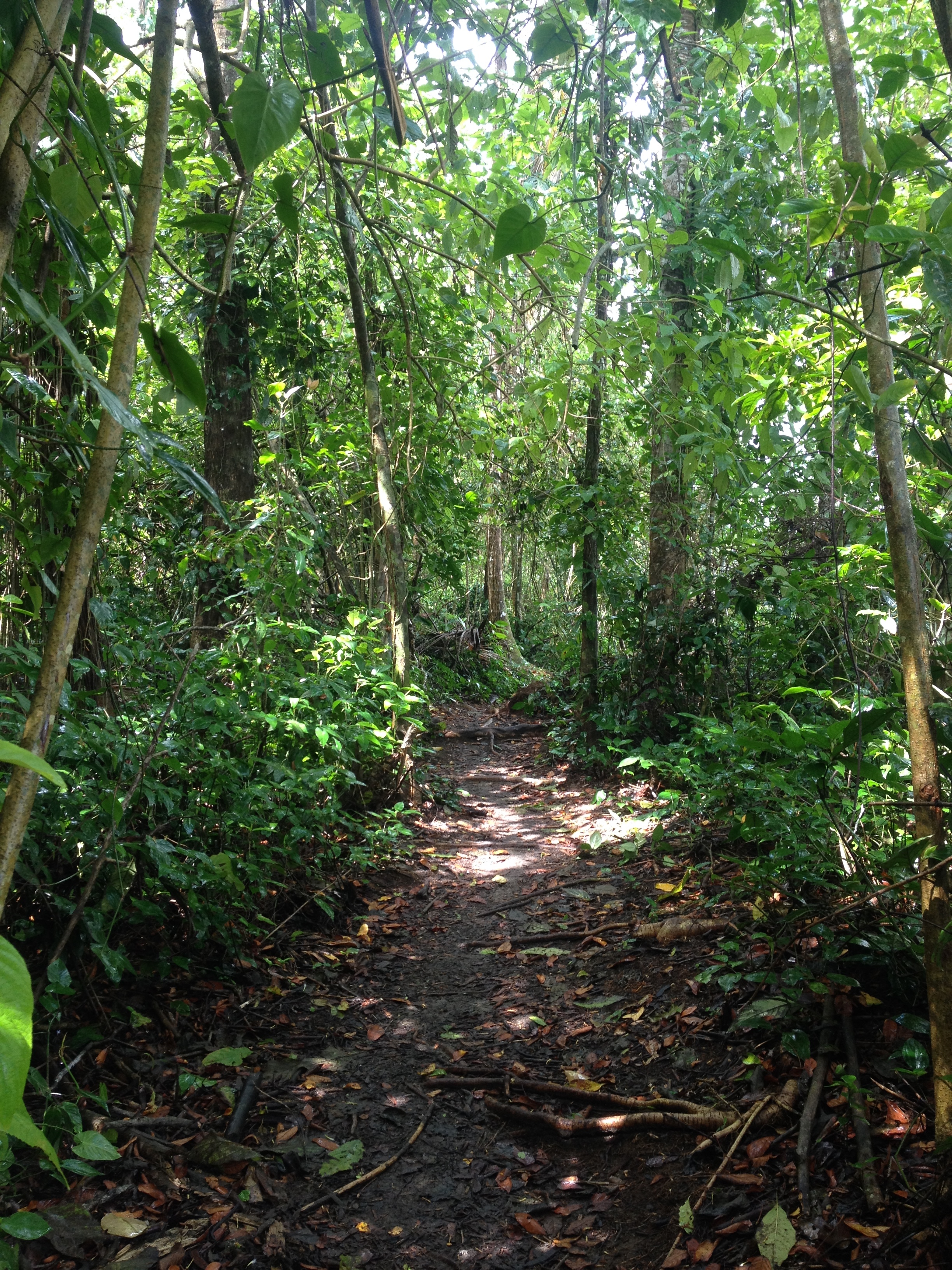 Picture Costa Rica Cahuita 2015-03 13 - Tours Cahuita