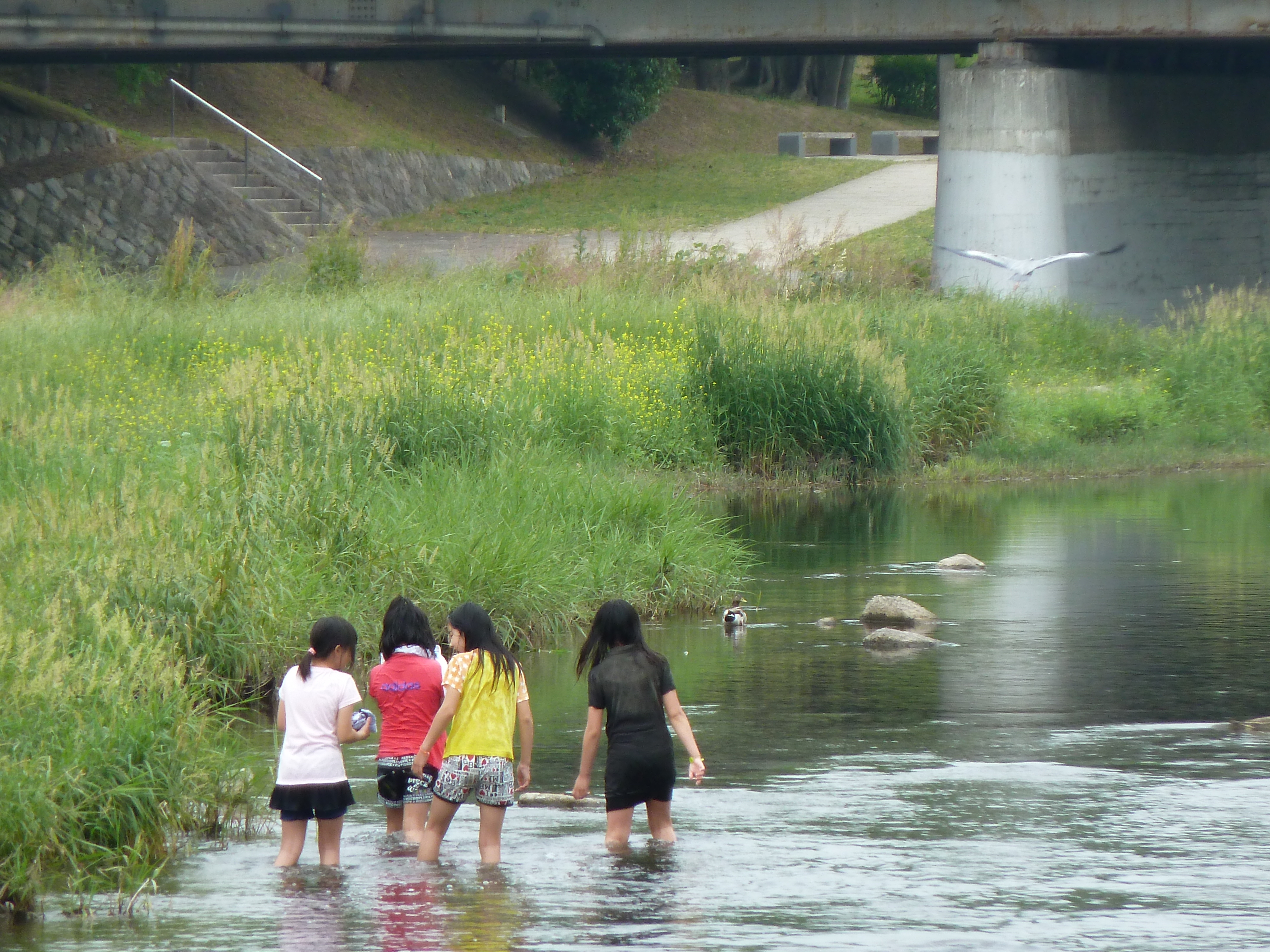 Picture Japan Kyoto Kamo River 2010-06 27 - Around Kamo River