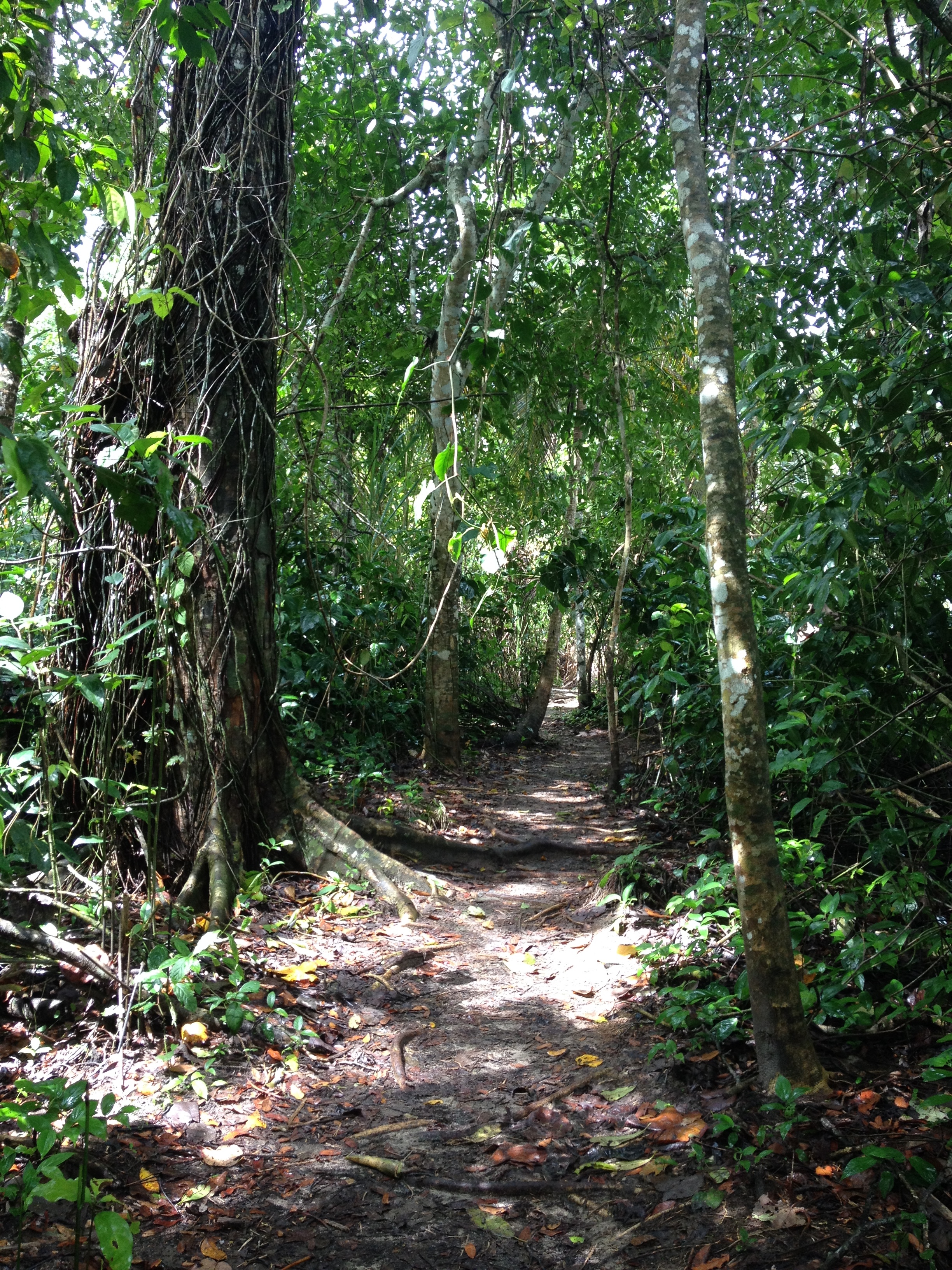 Picture Costa Rica Cahuita 2015-03 34 - Tours Cahuita