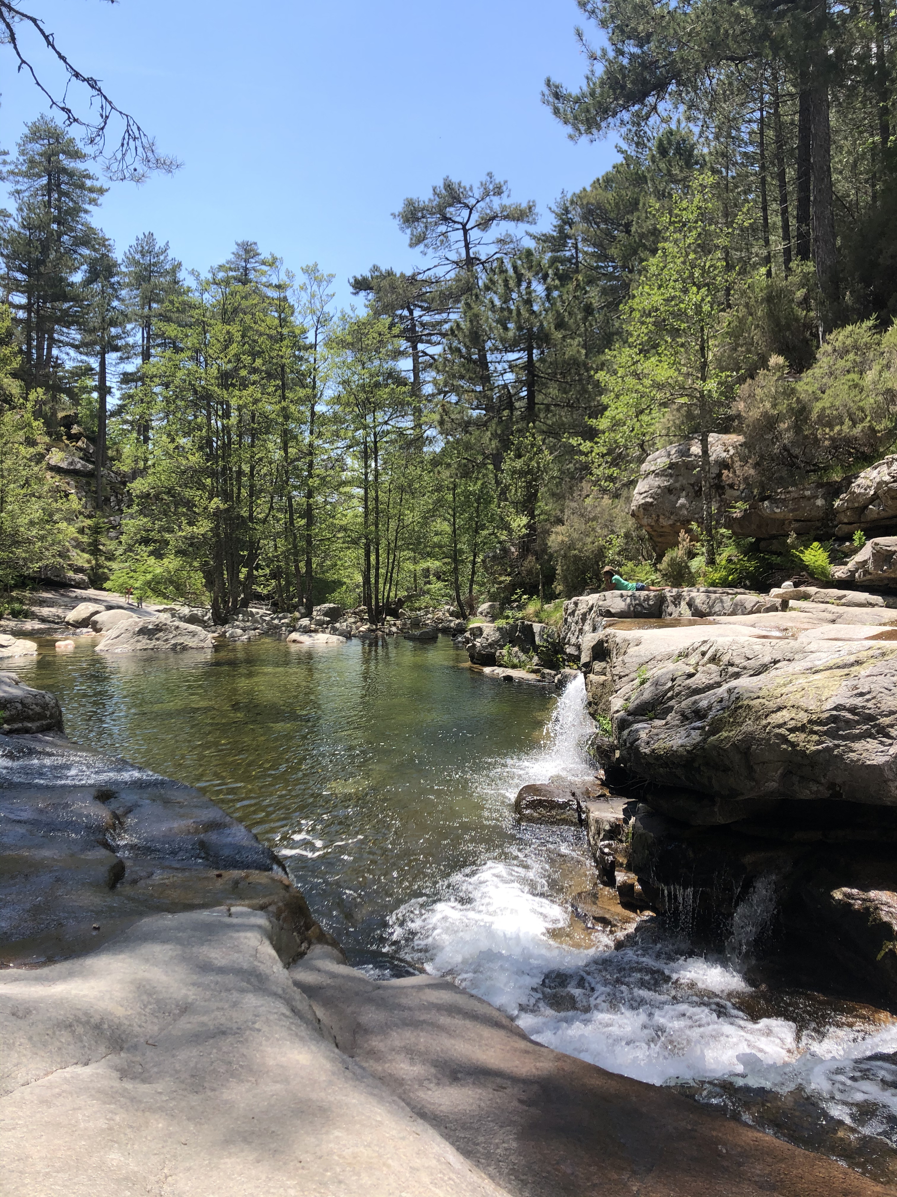 Picture France Corsica Aitone Forest 2021-06 32 - Discovery Aitone Forest