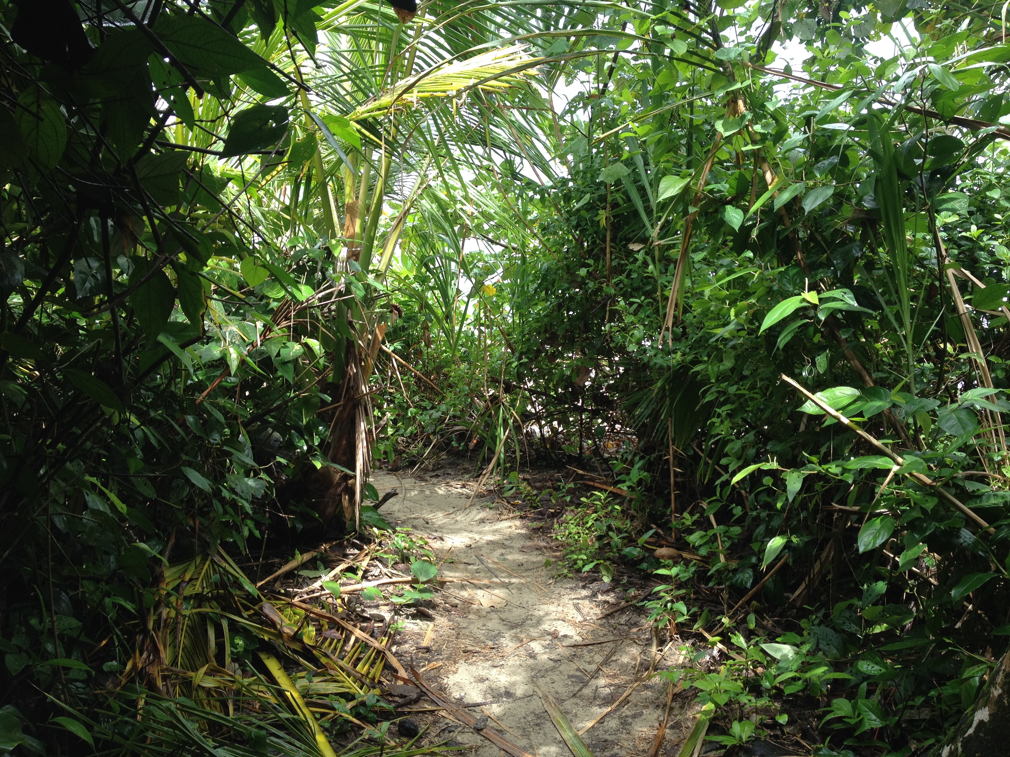 Picture Costa Rica Cahuita 2015-03 79 - Tours Cahuita