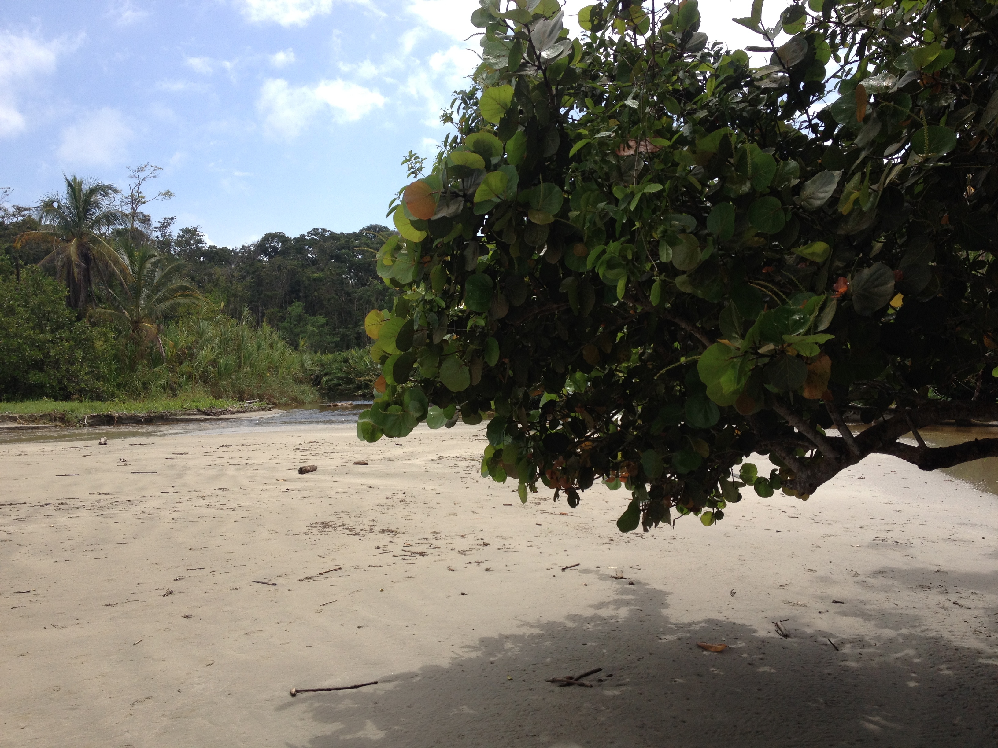 Picture Costa Rica Cahuita 2015-03 139 - Tour Cahuita