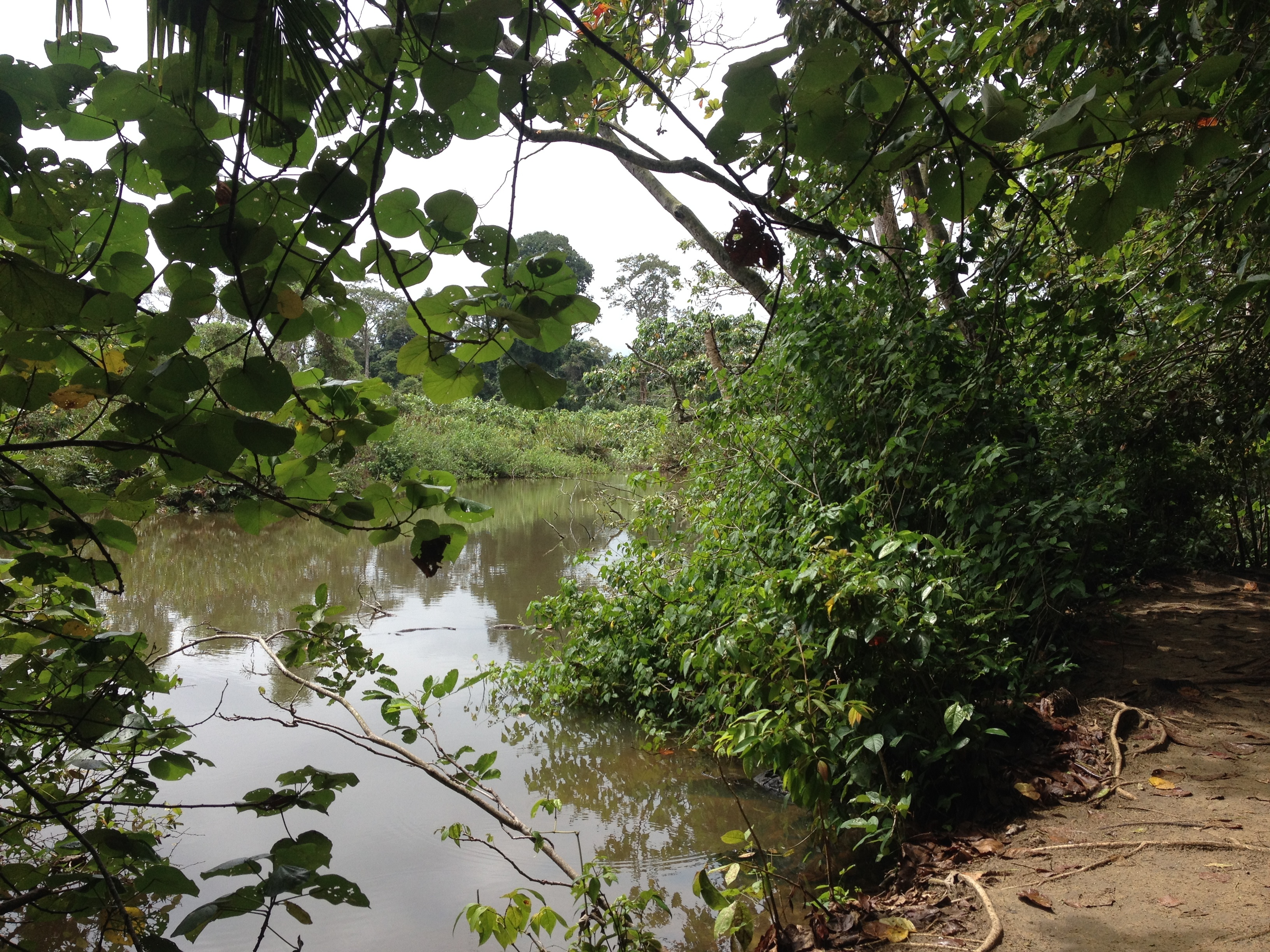 Picture Costa Rica Cahuita 2015-03 133 - Around Cahuita