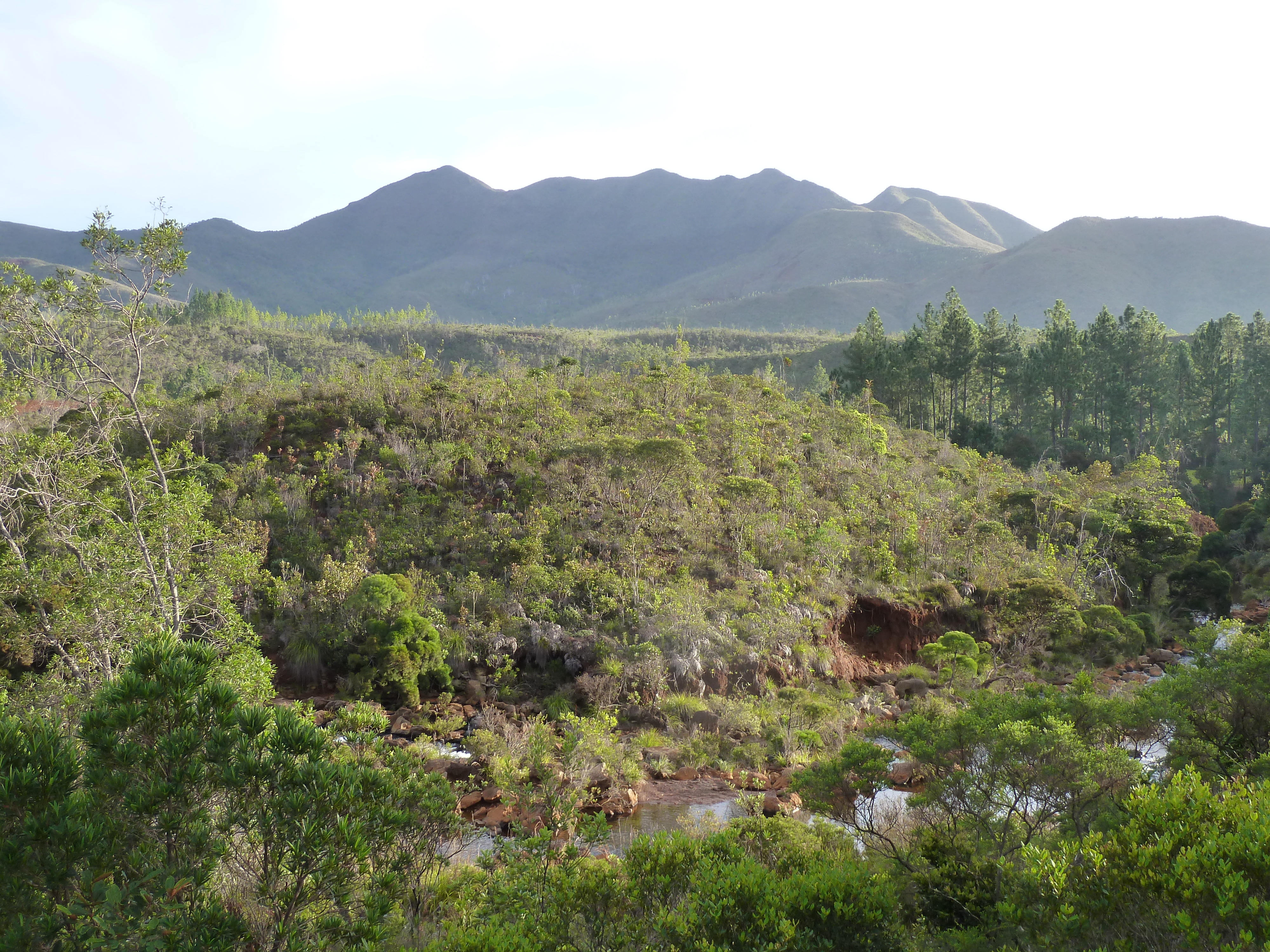 Picture New Caledonia Parc de la Riviere Bleue 2010-05 46 - Around Parc de la Riviere Bleue