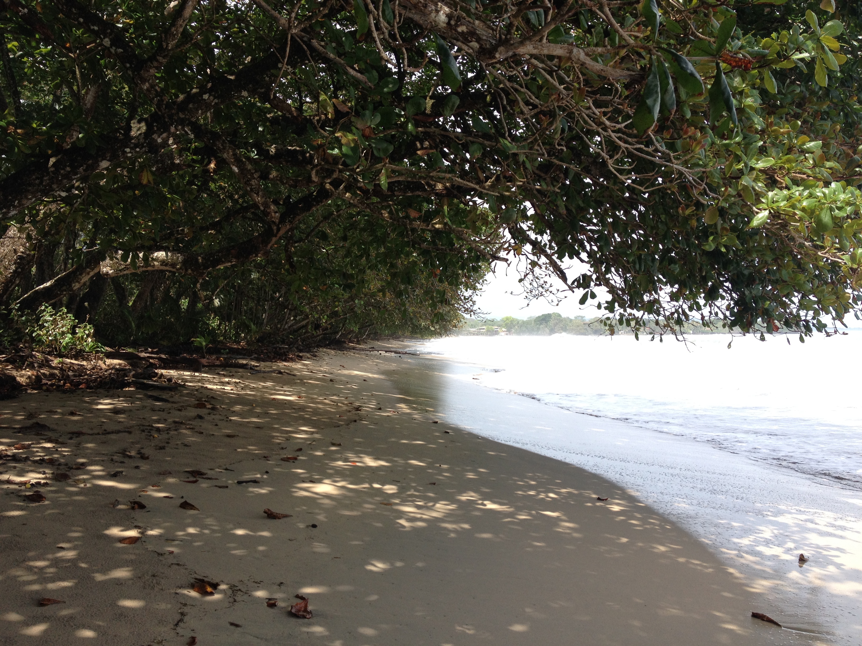 Picture Costa Rica Cahuita 2015-03 92 - Discovery Cahuita