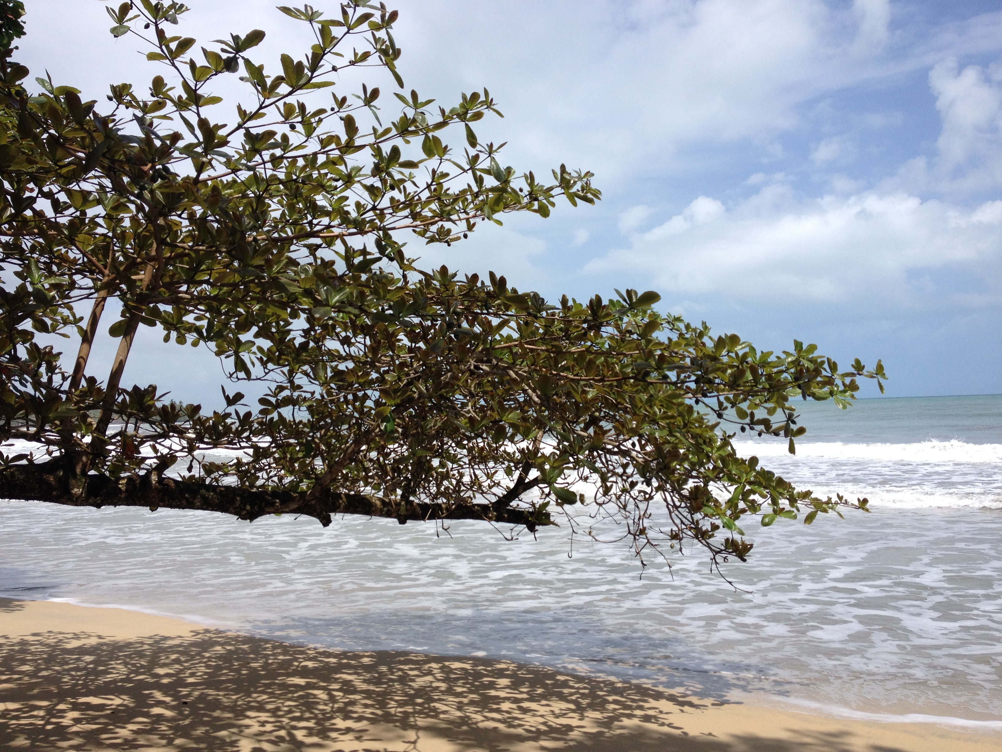 Picture Costa Rica Cahuita 2015-03 193 - Discovery Cahuita