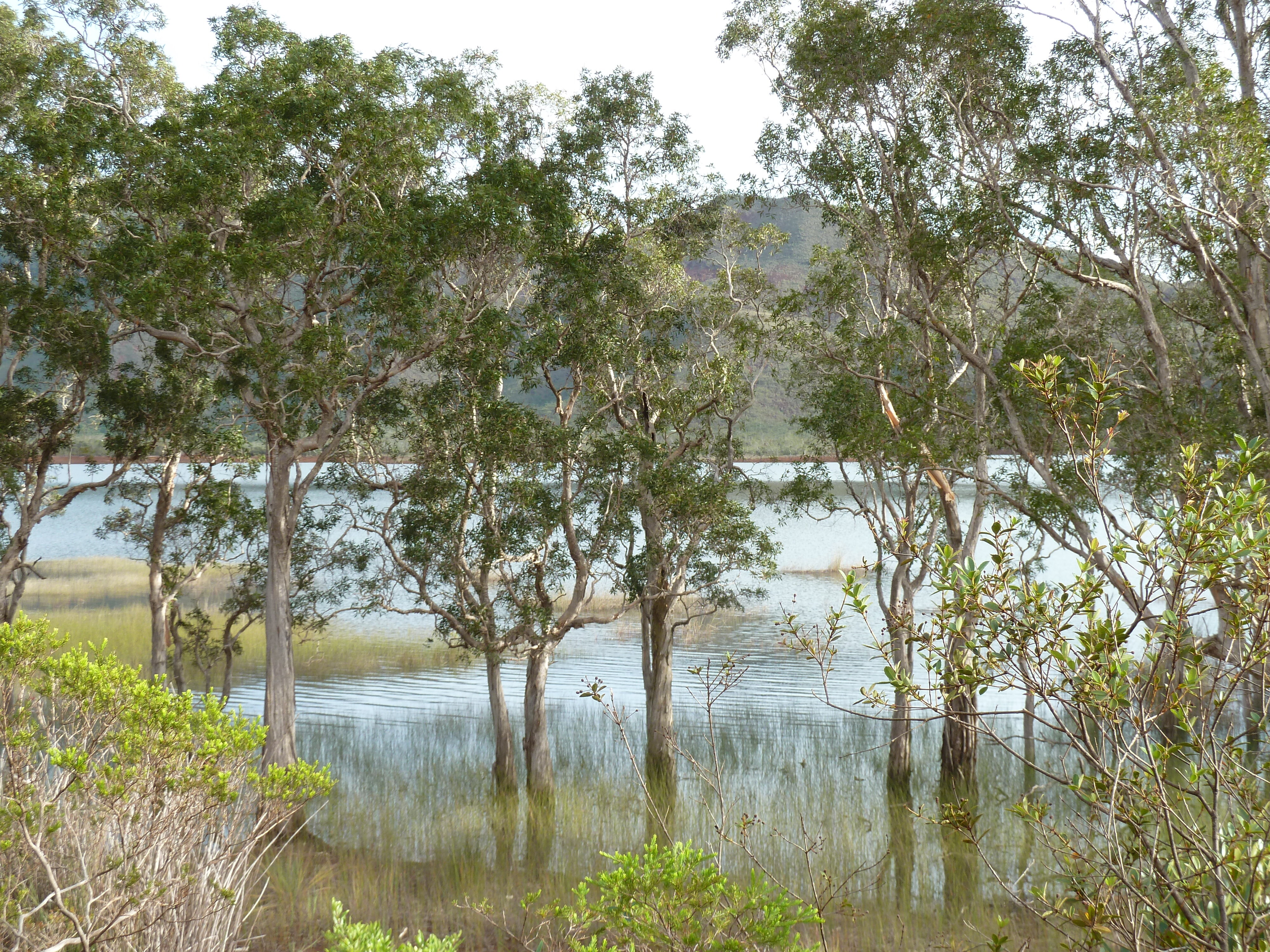 Picture New Caledonia Parc de la Riviere Bleue 2010-05 71 - Around Parc de la Riviere Bleue