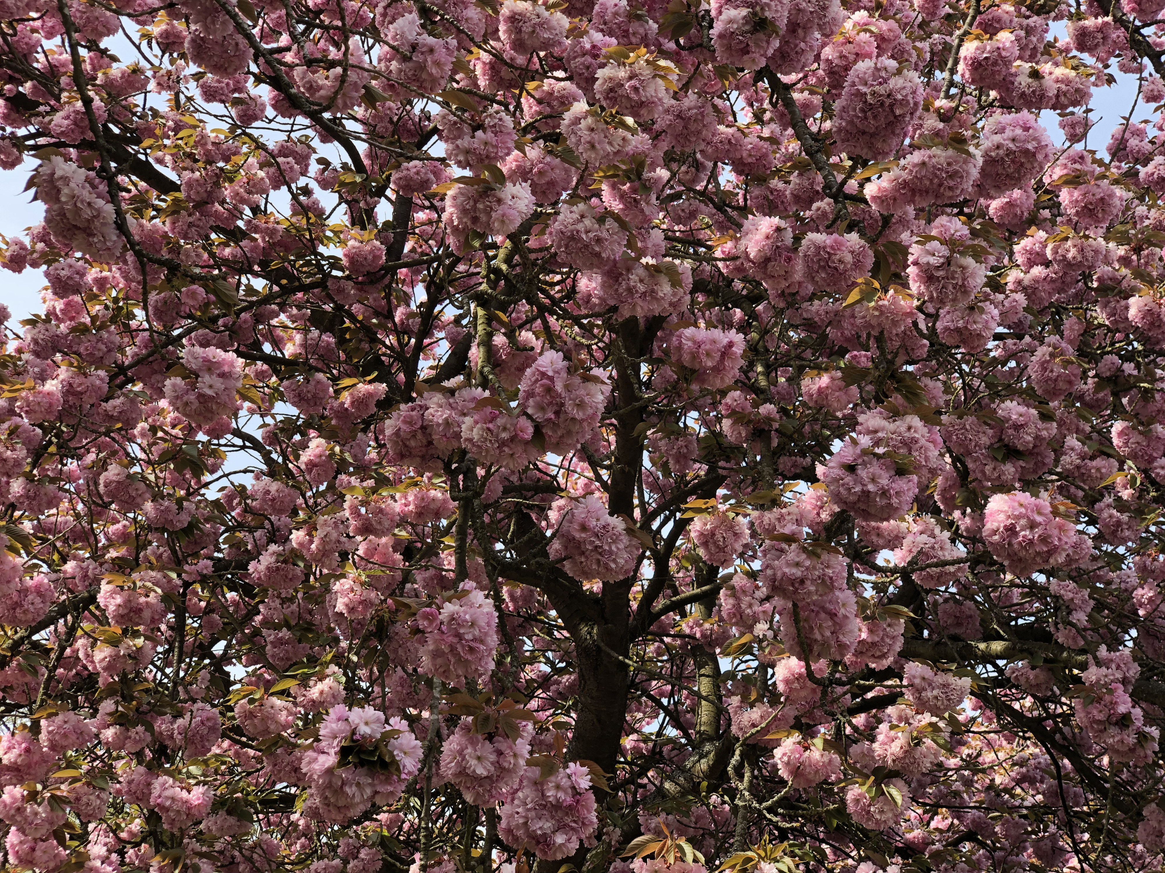 Picture France Parc de Sceaux 2019-04 97 - Center Parc de Sceaux